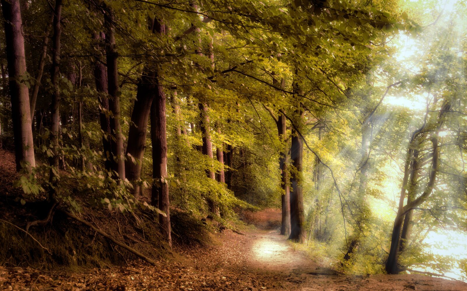 Nikon D5600 sample photo. Forest, forest path, deciduous photography