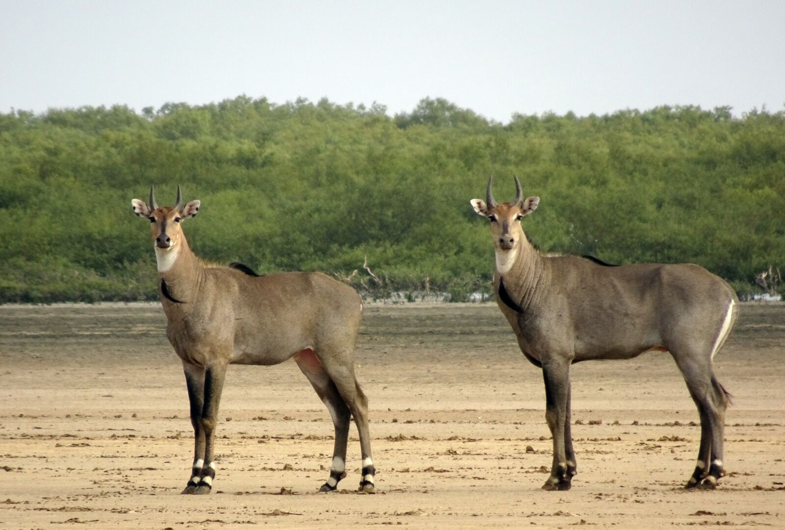 Sony Cyber-shot DSC-HX90V sample photo. Nilgai, antelope, animal photography