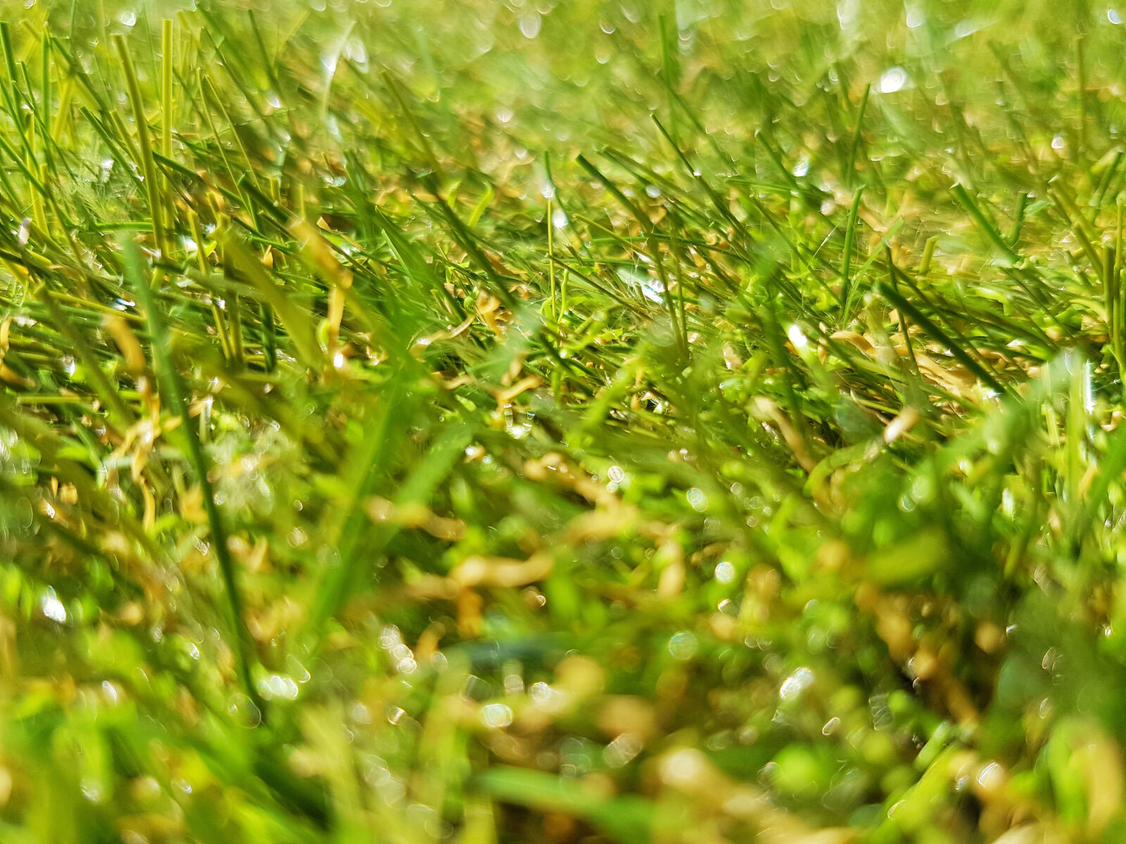 Samsung Galaxy S7 Edge sample photo. Grass, grass, field, green photography