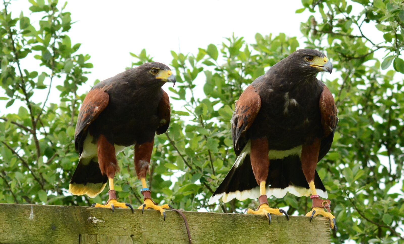 Nikon D7100 sample photo. Harris, hawk, male photography