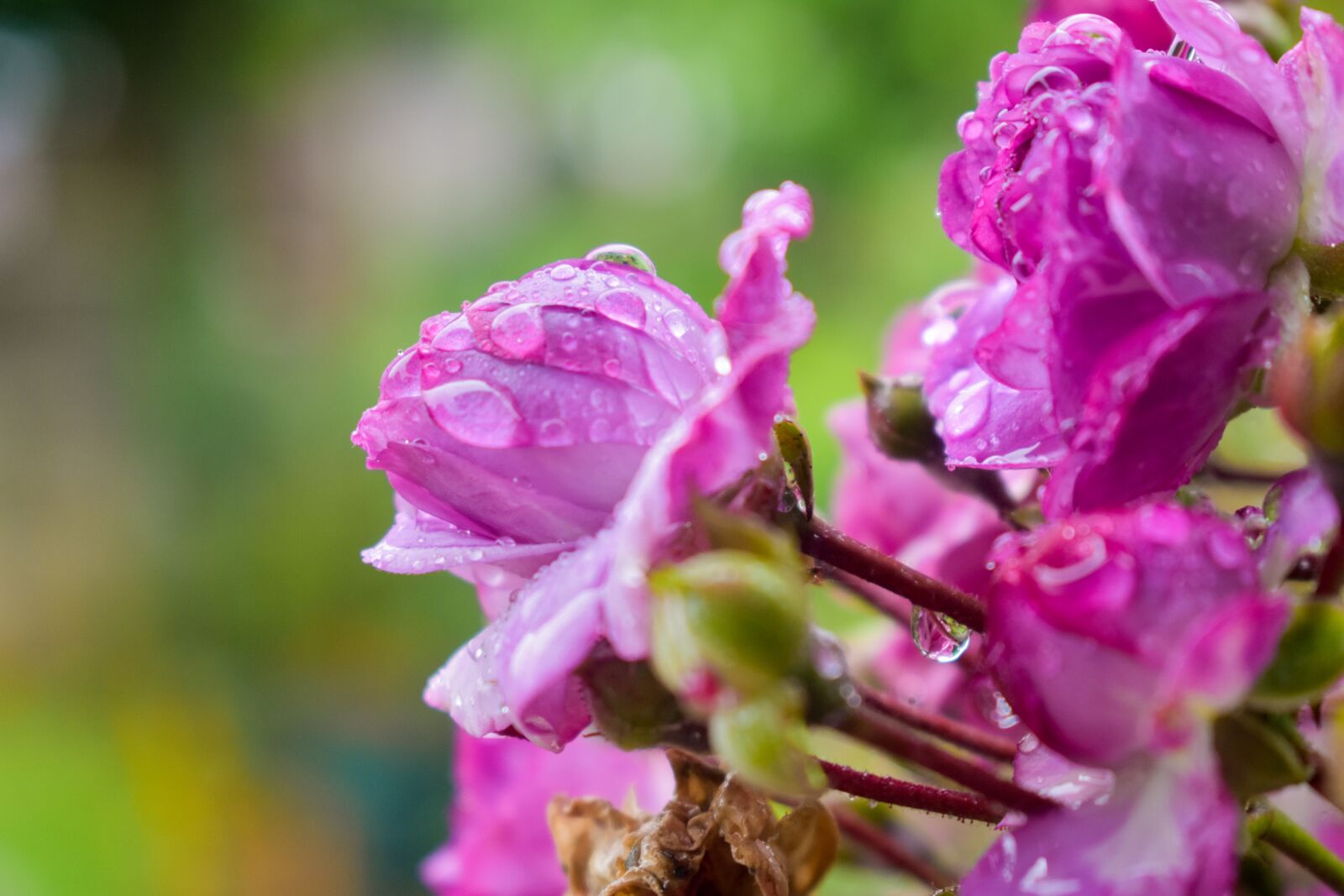 Nikon D3400 sample photo. Flower, rainy garden, abstract photography