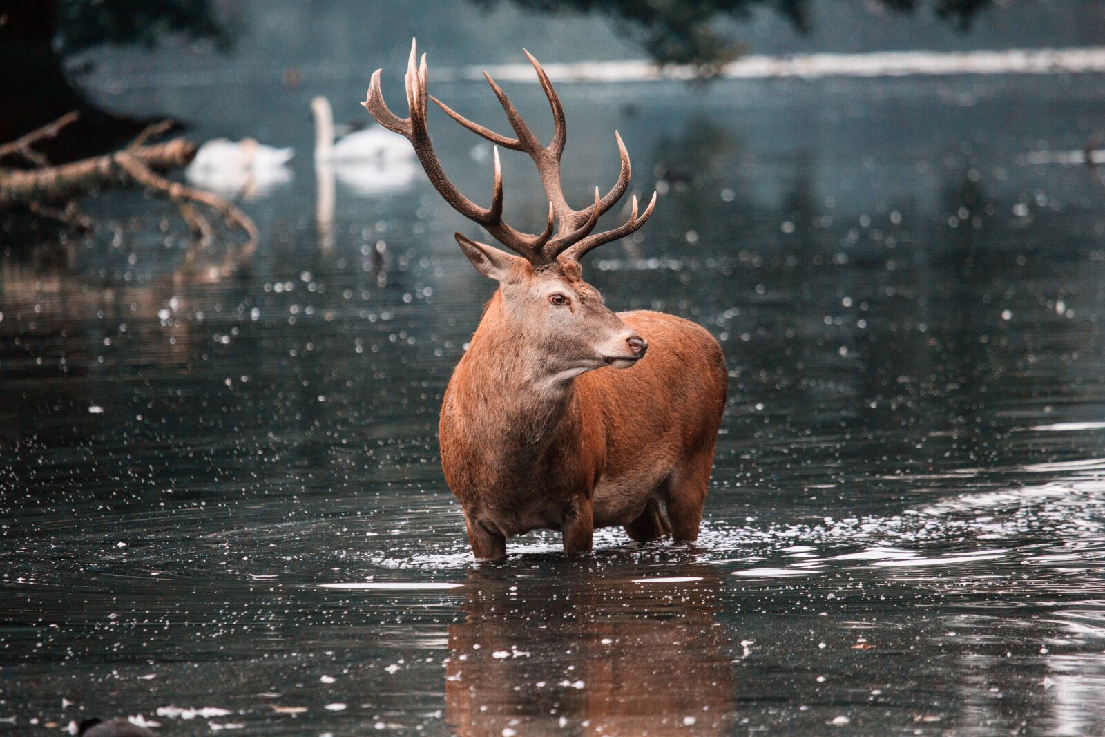 Canon EF 100-400mm F4.5-5.6L IS USM sample photo. Red deer, stag, deer photography