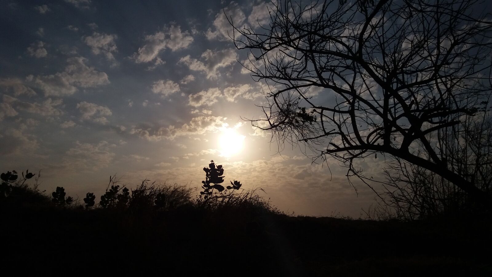 Samsung Galaxy J5 sample photo. Tree, sunset, dawn photography