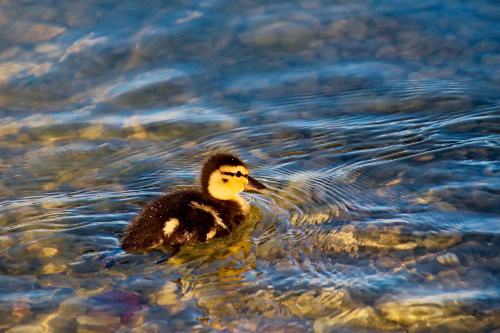 Canon EOS 77D (EOS 9000D / EOS 770D) sample photo. Duck, bird, feathers photography