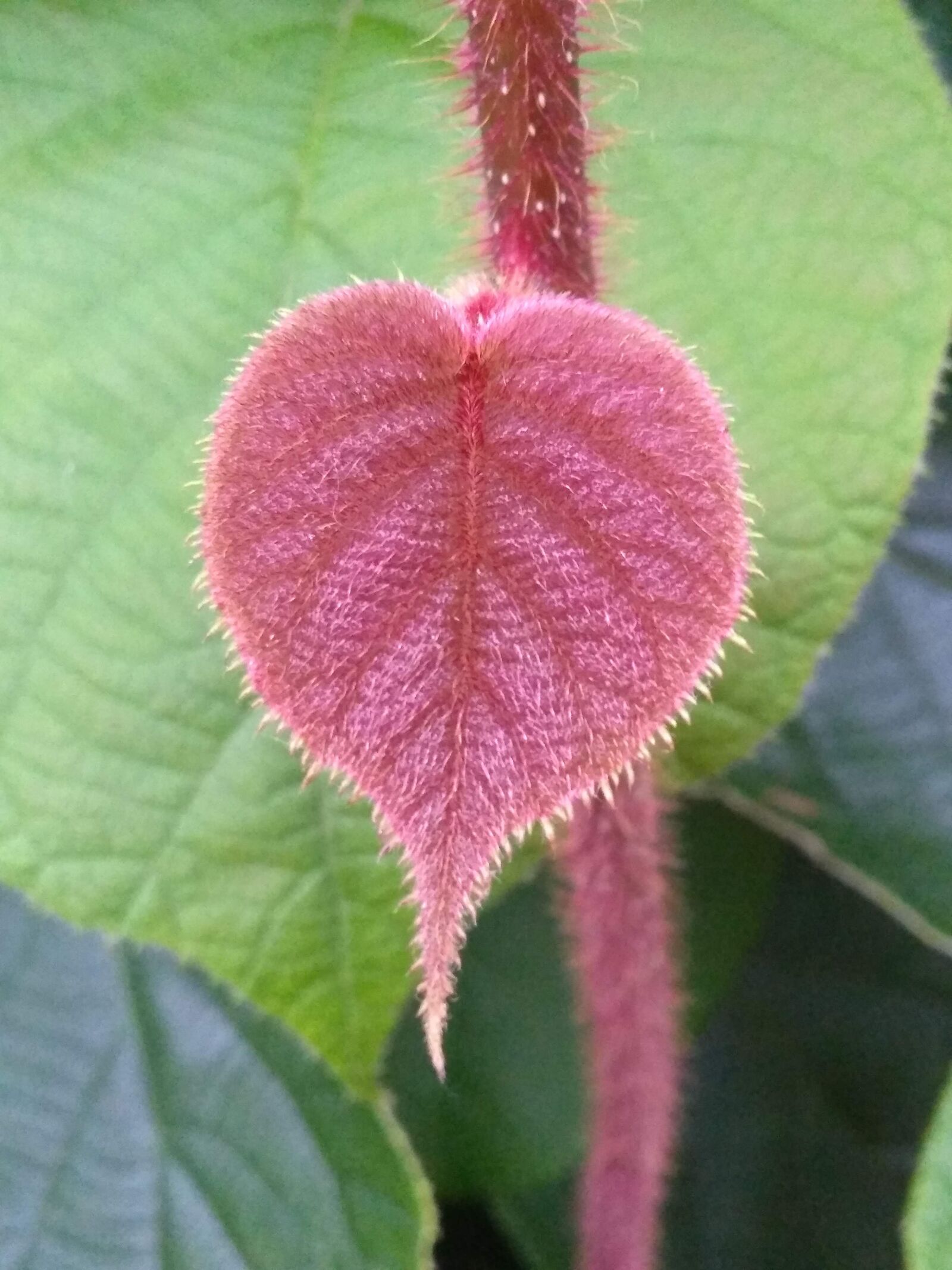Motorola Moto G (5S) Plus sample photo. Heart, flower, love photography