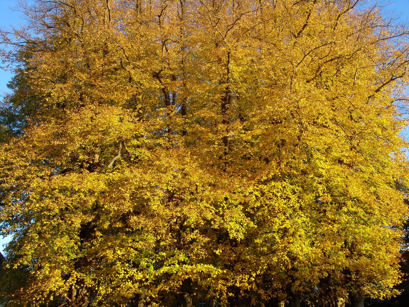 Sony DSC-F828 sample photo. Autumn, nature, mood photography