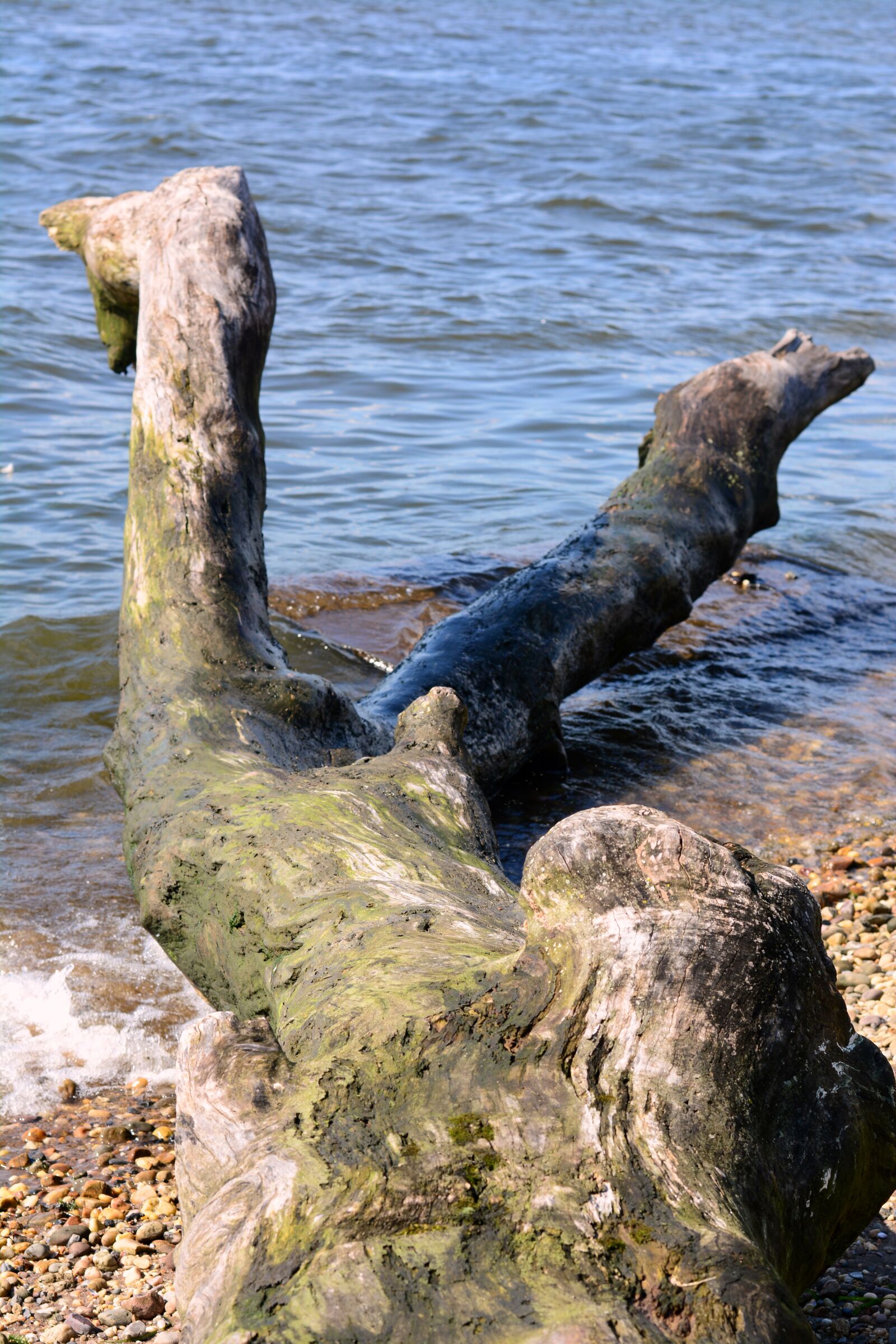 Nikon D5200 sample photo. Drift, wood, water photography