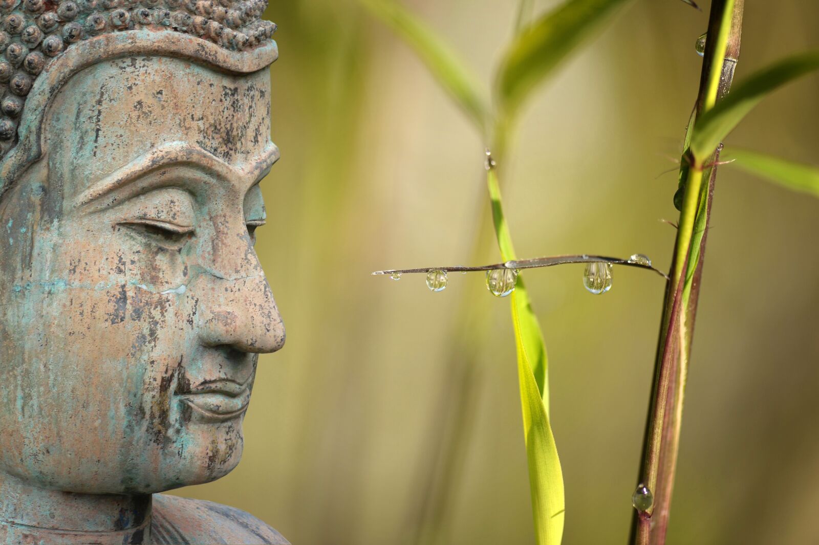 Nikon D3S sample photo. Wellness, reed, relaxation photography