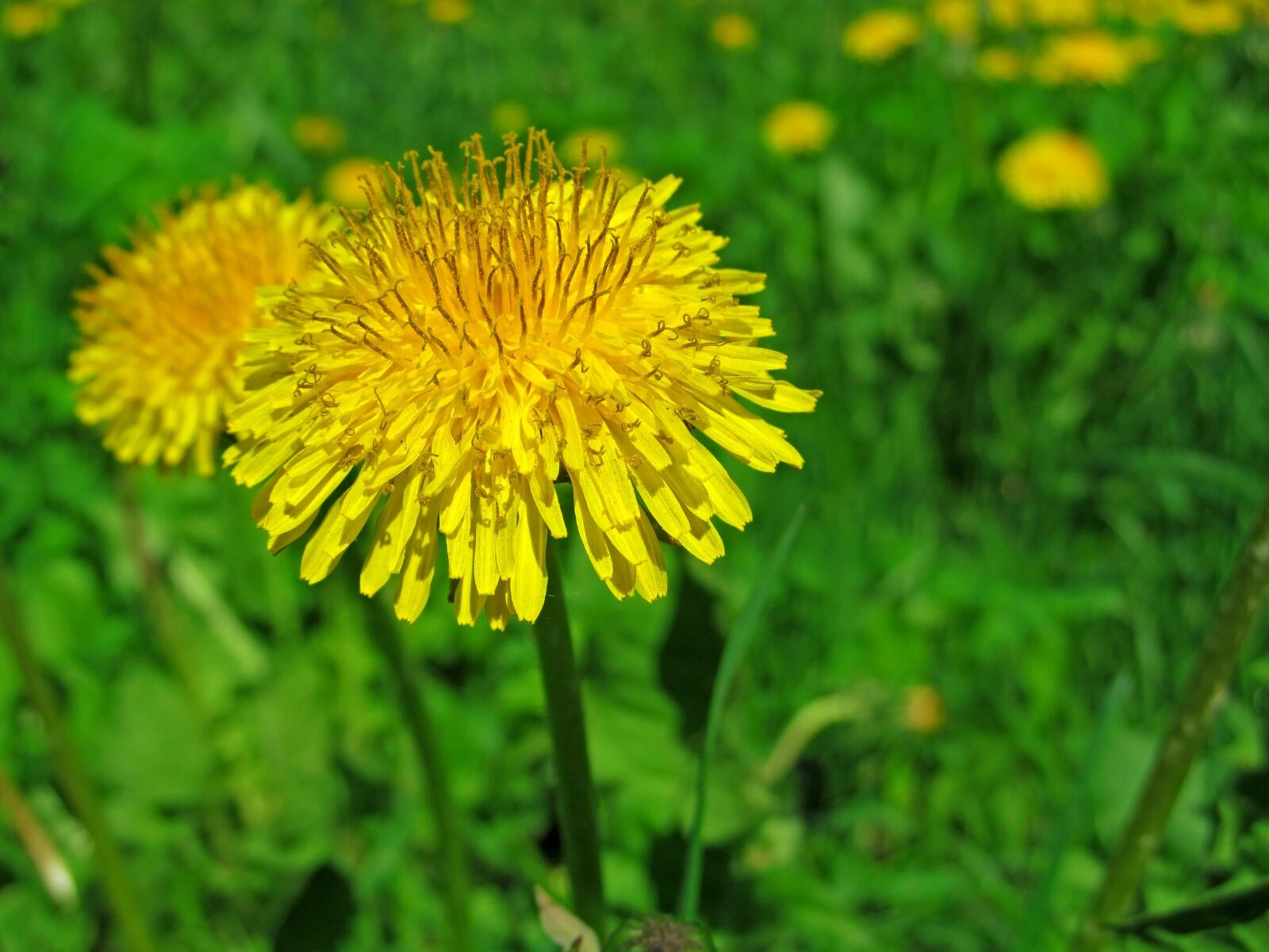 Canon PowerShot SX150 IS sample photo. Spring, may, grass photography