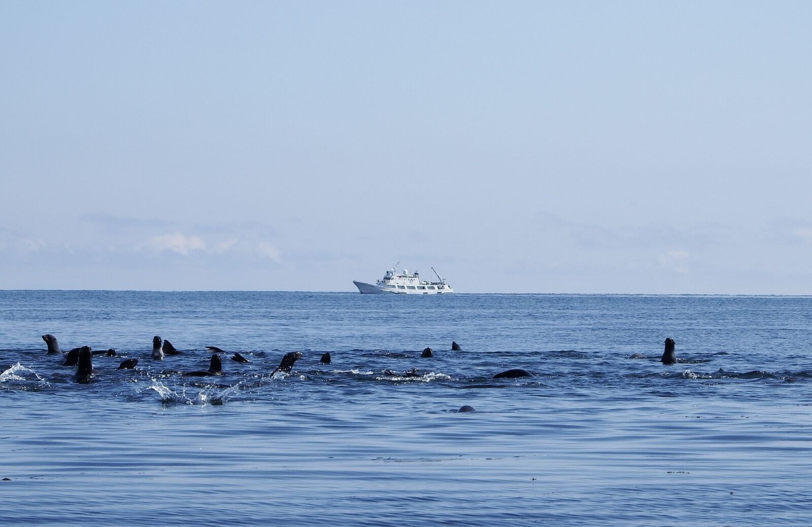 Fujifilm FinePix S1 sample photo. Navy seals, rookery, sea photography