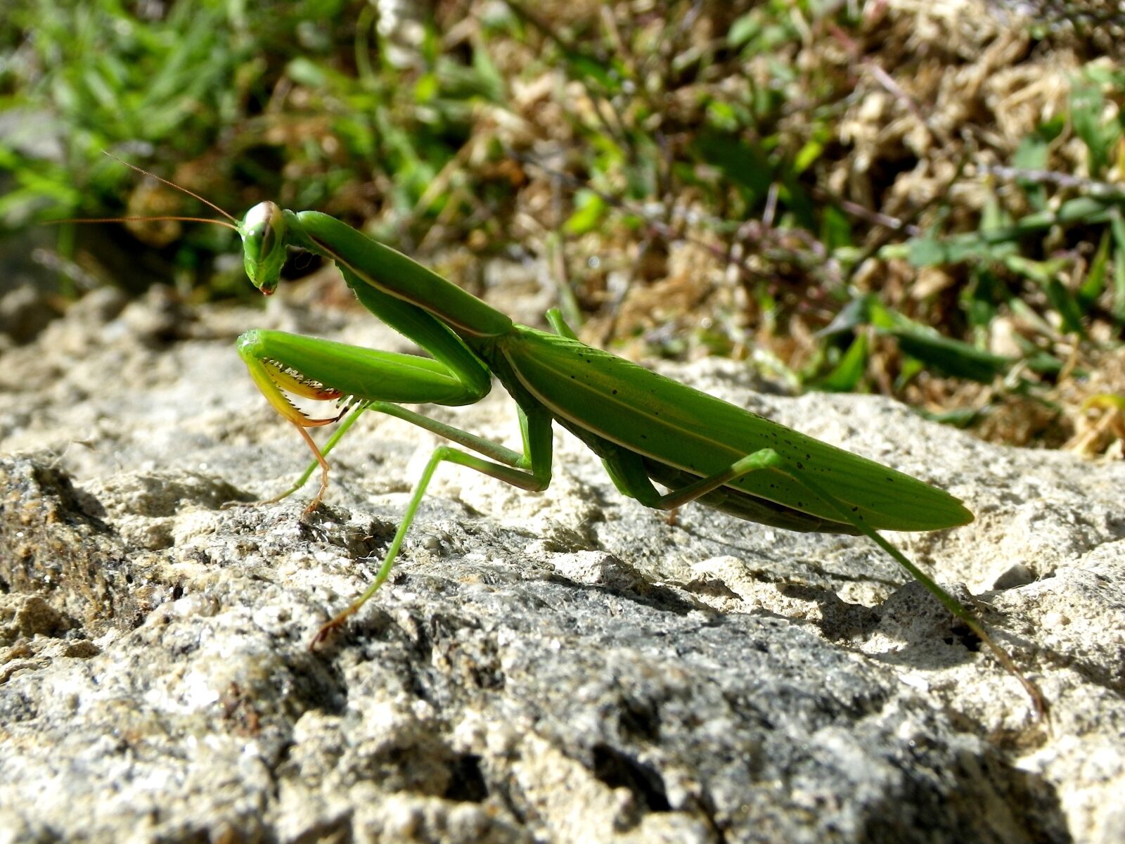 Pentax Optio W90 sample photo. Praying mantis, mantodea, close photography