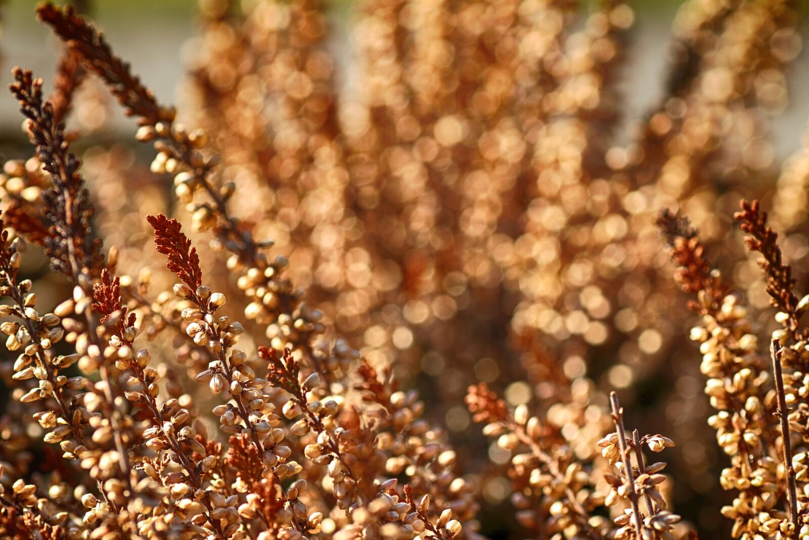 Canon EOS 7D Mark II + Canon EF 135mm F2L USM sample photo. Heather, growth, nature photography