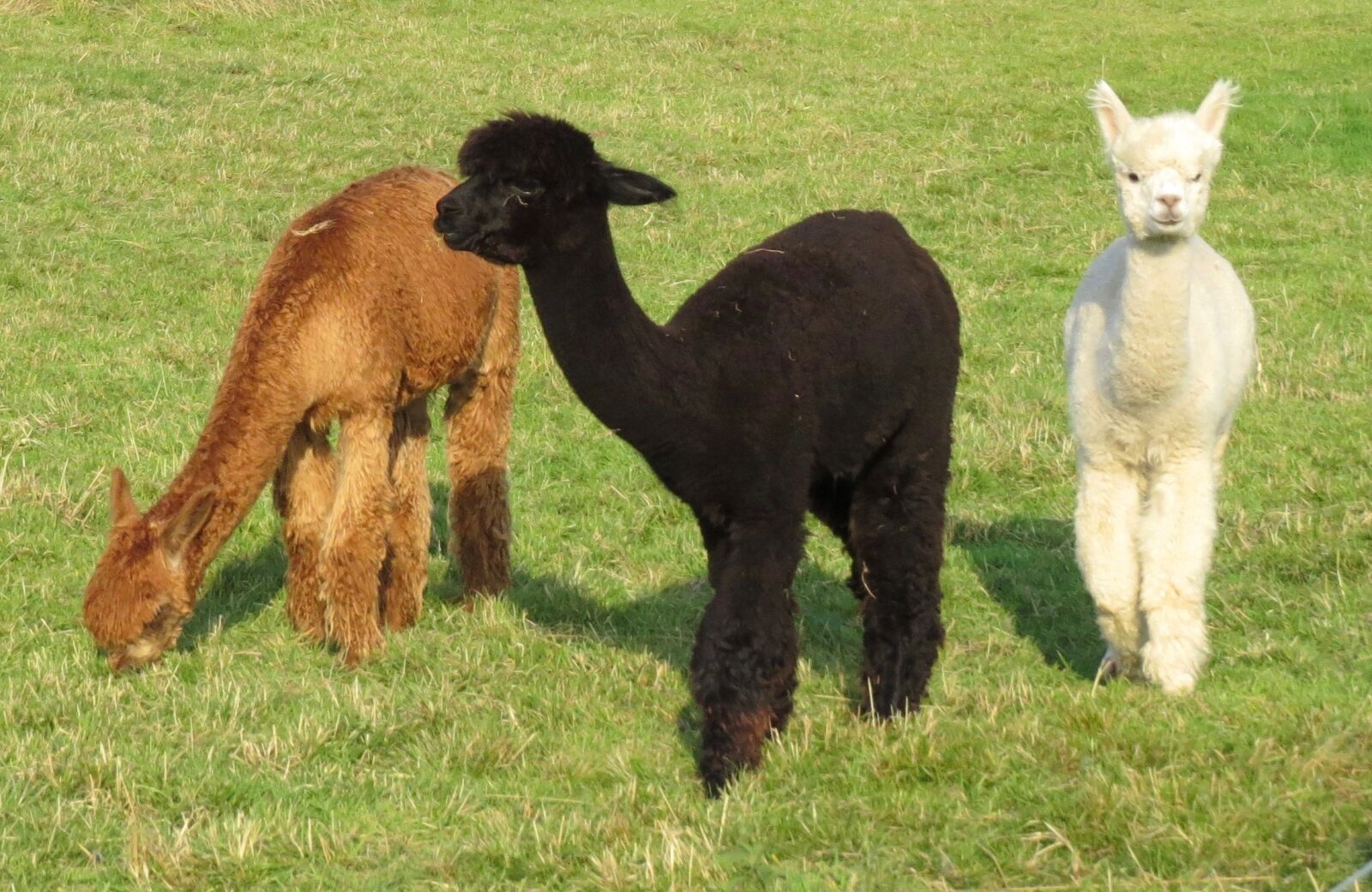 Canon PowerShot SX50 HS sample photo. Lama, animal, animals photography