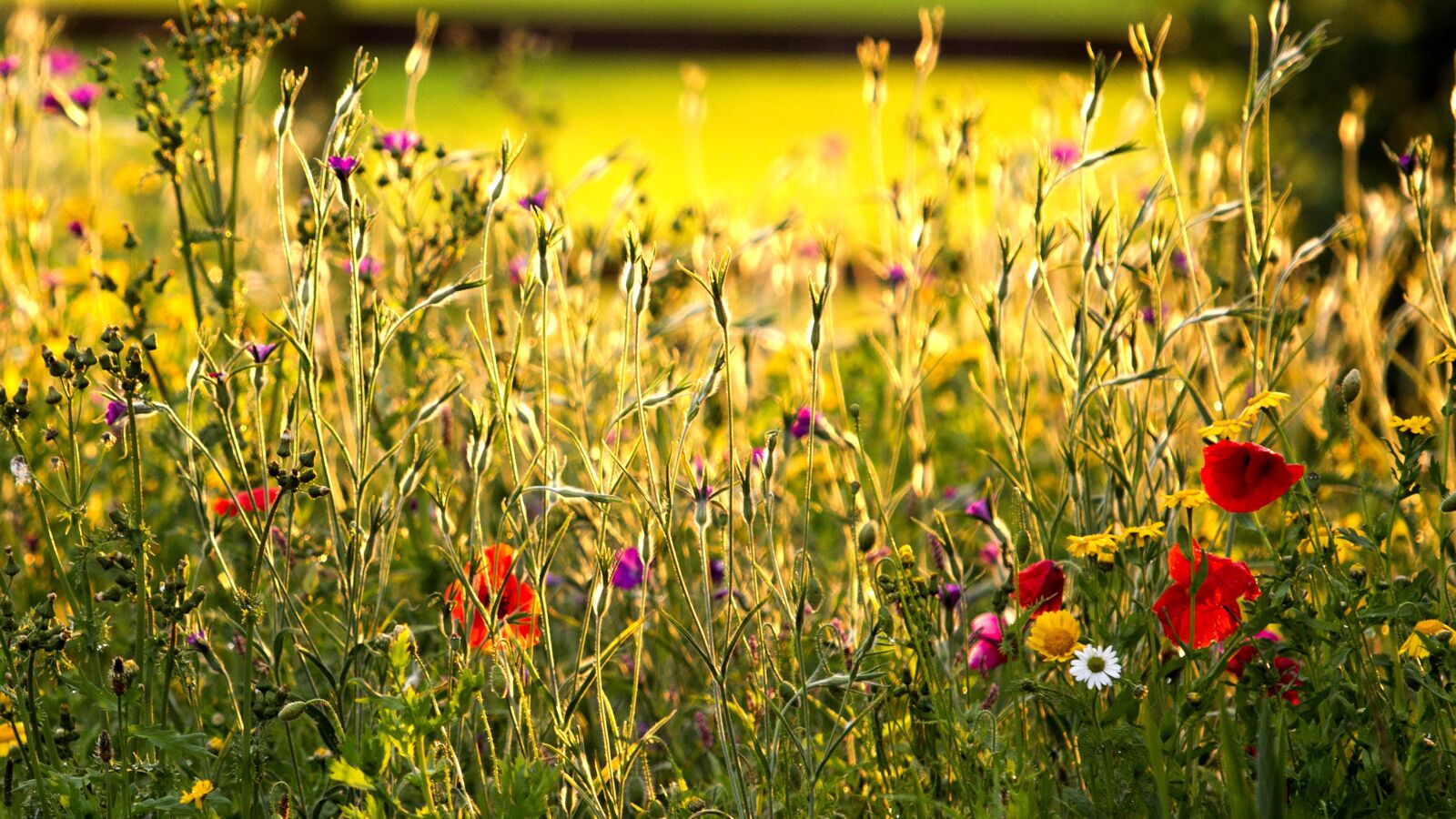 Canon EOS-1D Mark IV sample photo. Wild, flower, meadow photography