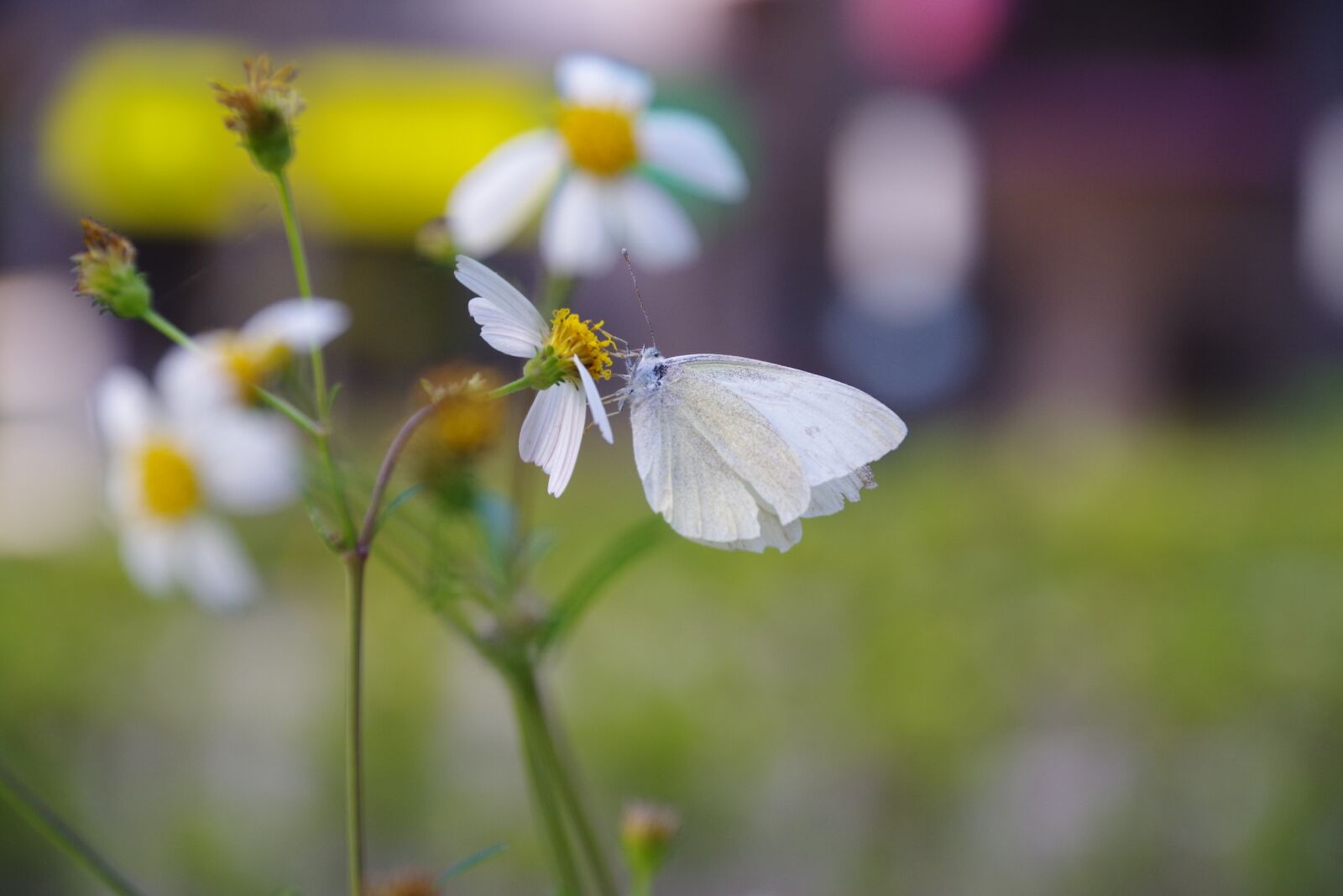Pentax K-50 sample photo. Flowers and plants, butterfly photography