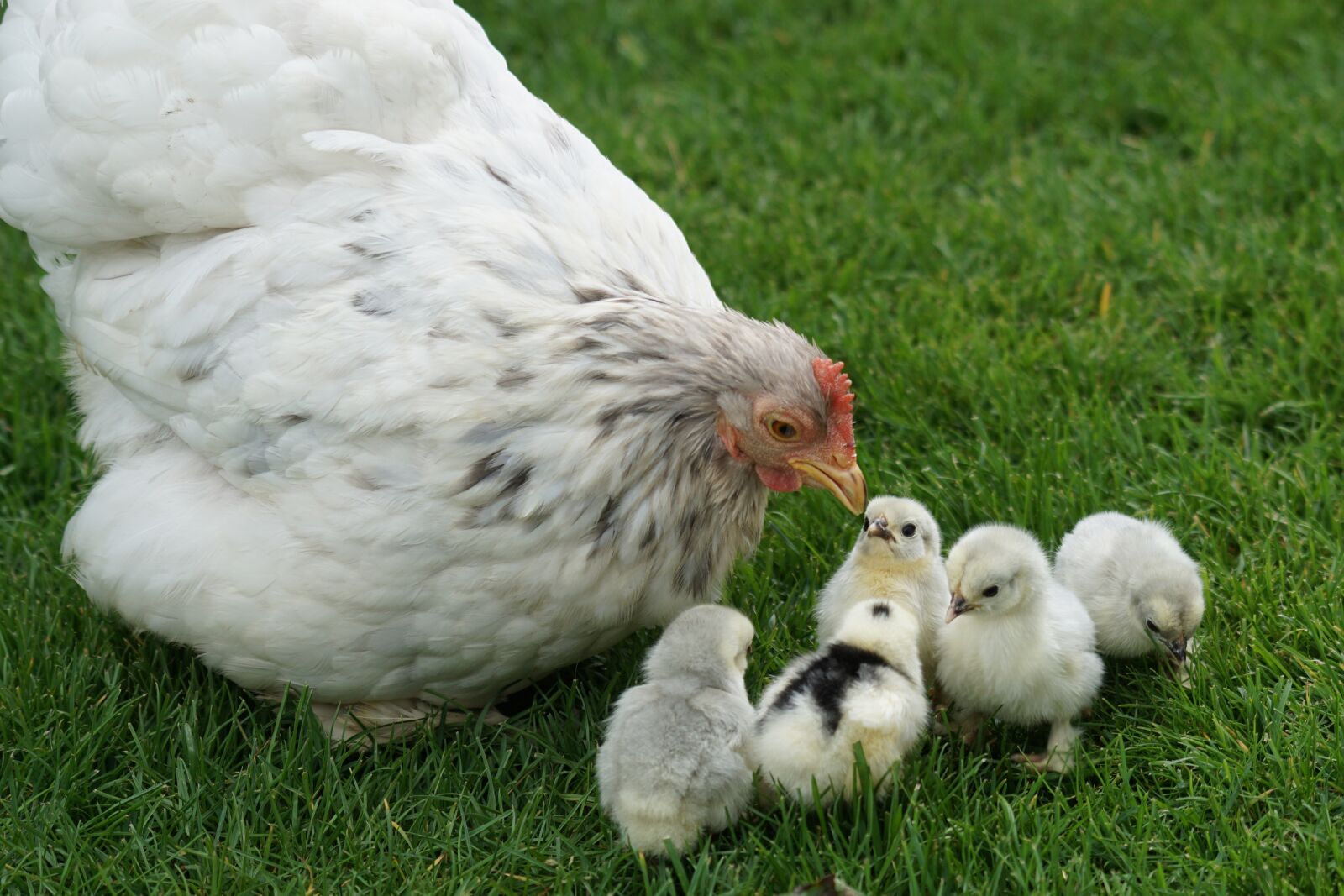 Sony 70-400mm F4-5.6 G SSM sample photo. Cochin, zwergcochin, chicks photography