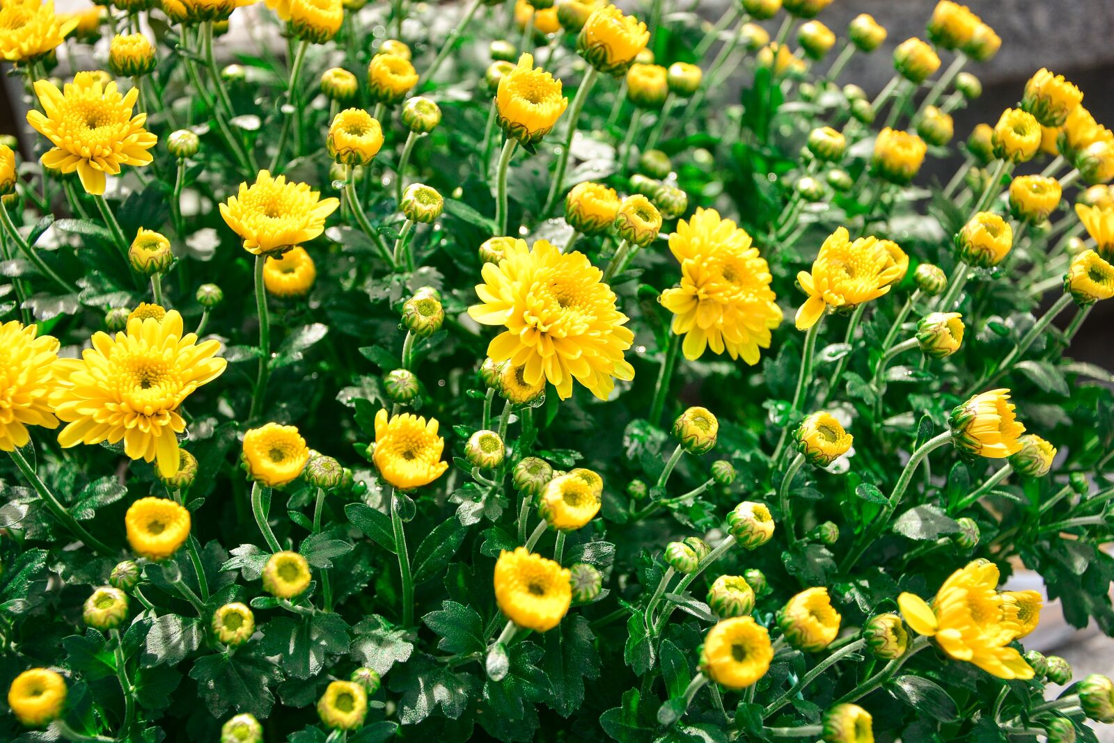 Nikon D7100 sample photo. Flower, yellow, flowers photography