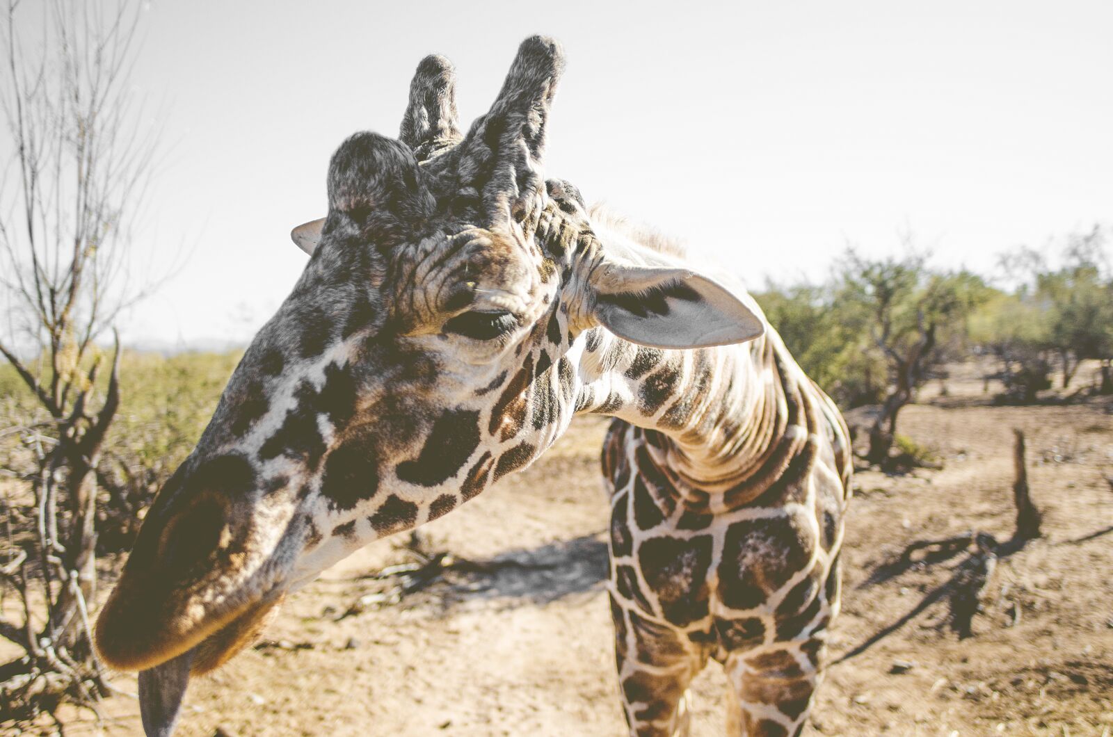 Nikon D7000 sample photo. Giraffe, africa, animal photography