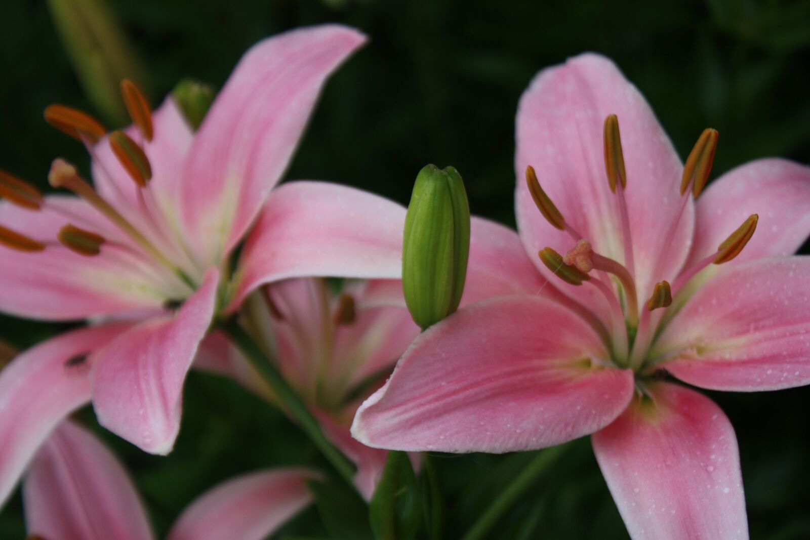 Canon EOS 450D (EOS Rebel XSi / EOS Kiss X2) sample photo. Lily, flowers, bloom photography