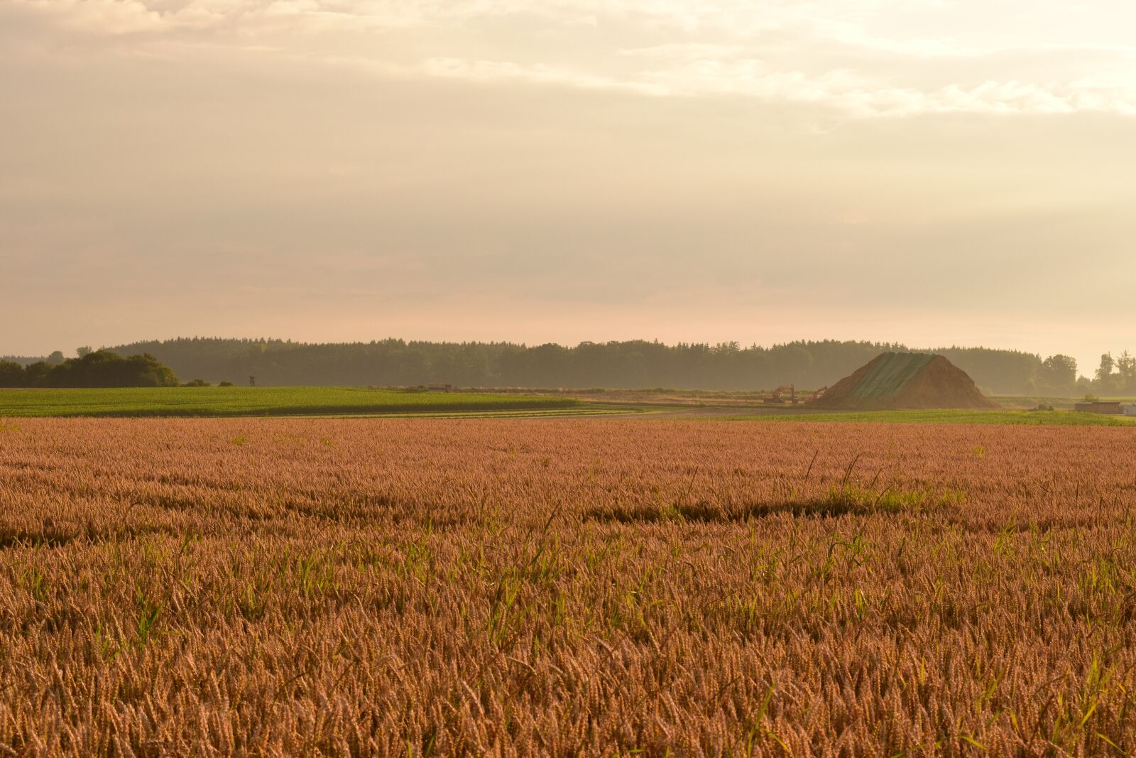 Nikon D3300 sample photo. Morgenstimmung, field, cornfield photography