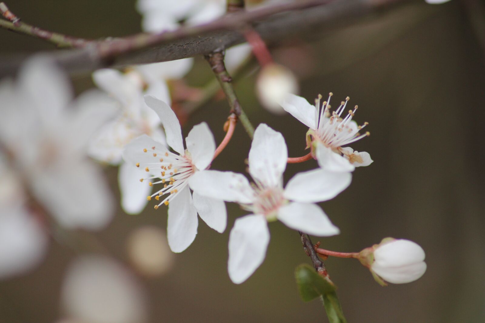 Canon EOS 550D (EOS Rebel T2i / EOS Kiss X4) sample photo. Flower, spring, nature photography