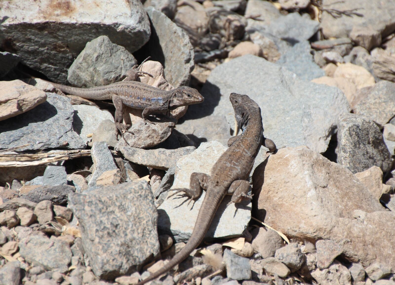 Canon EOS 650D (EOS Rebel T4i / EOS Kiss X6i) sample photo. Lizards, canarian lizards, curious photography