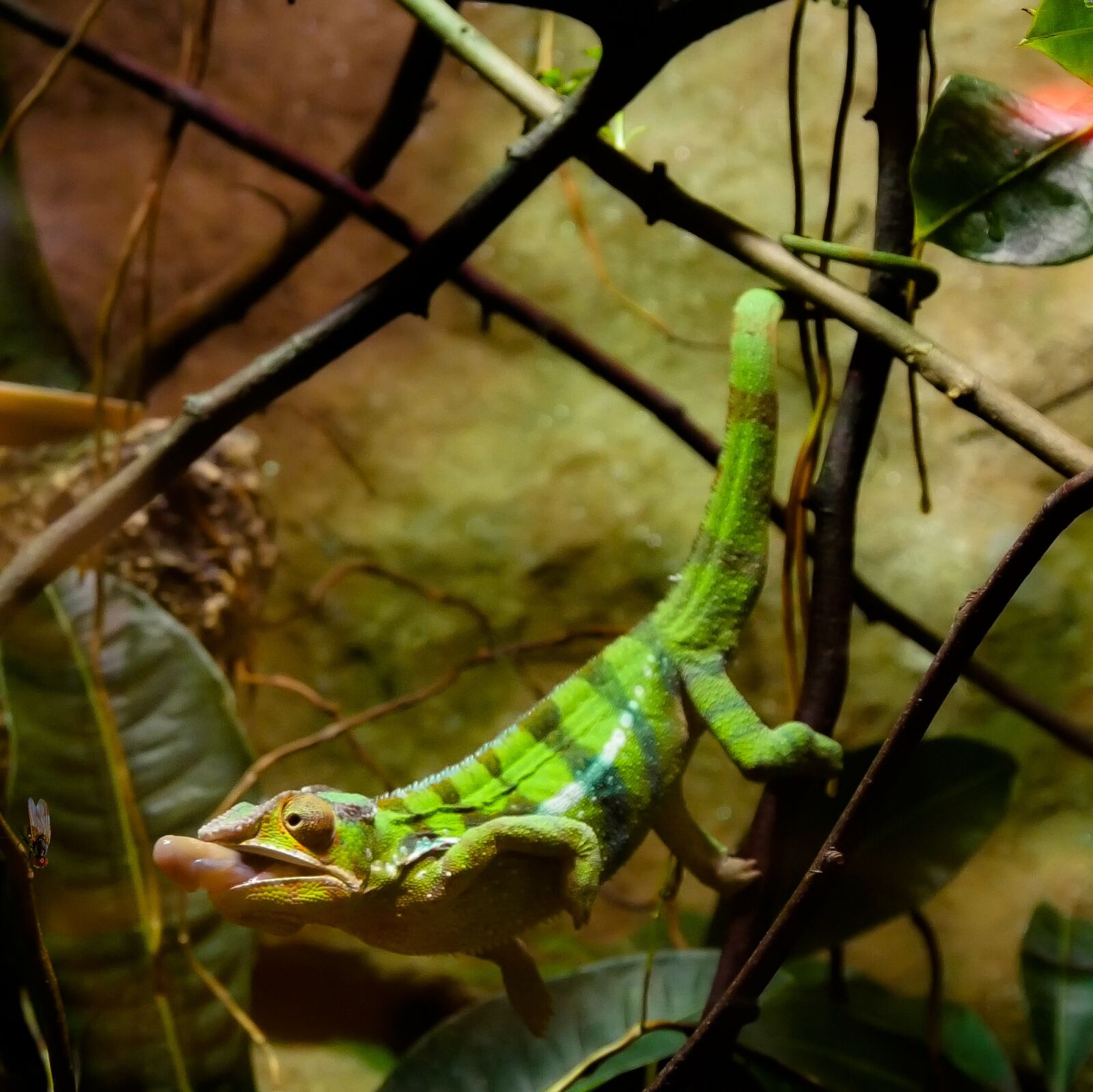 Panasonic DMC-G70 sample photo. Animal, chameleon, reptile photography