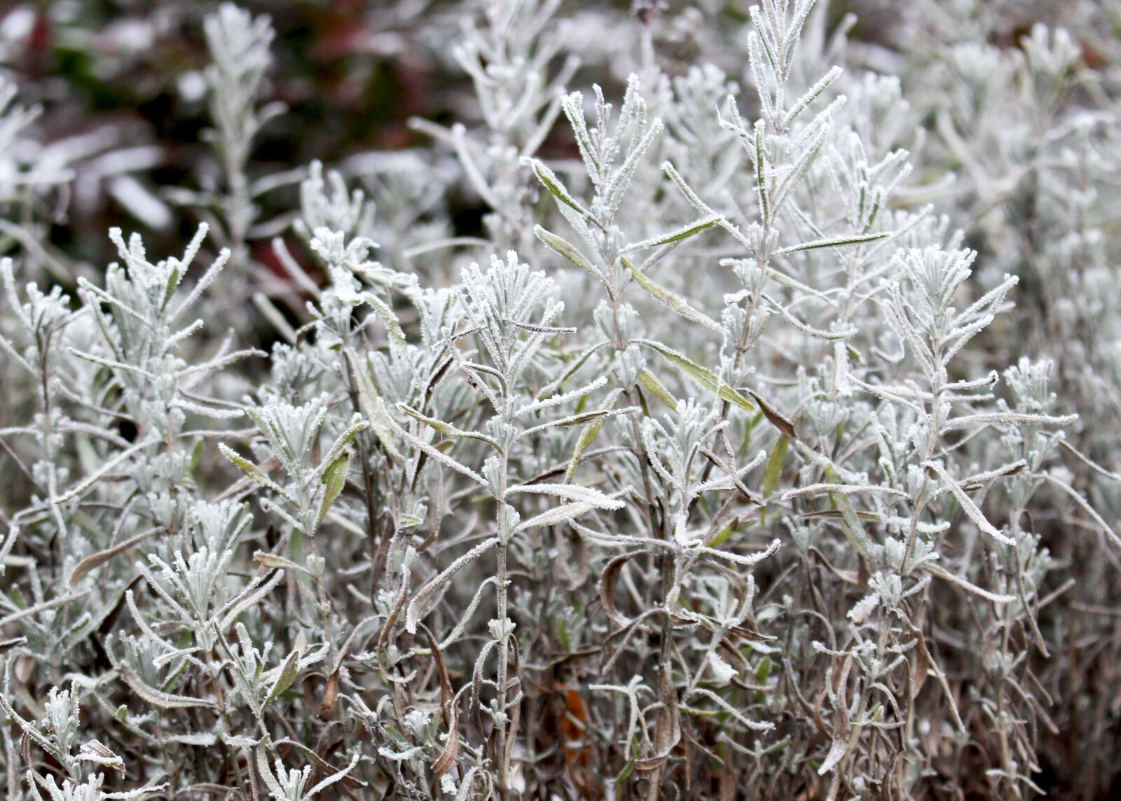 Canon EOS 100D (EOS Rebel SL1 / EOS Kiss X7) sample photo. Winter, frost, snow photography
