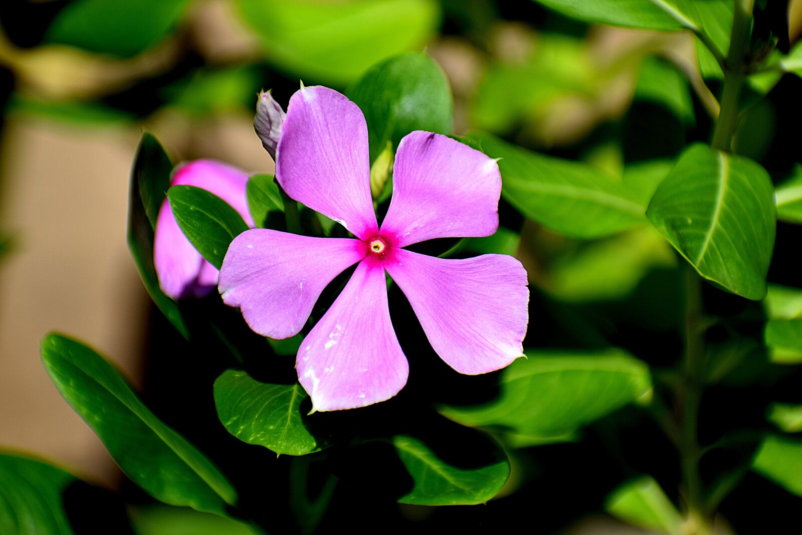 Nikon D3300 sample photo. Nature, flower, yellow photography