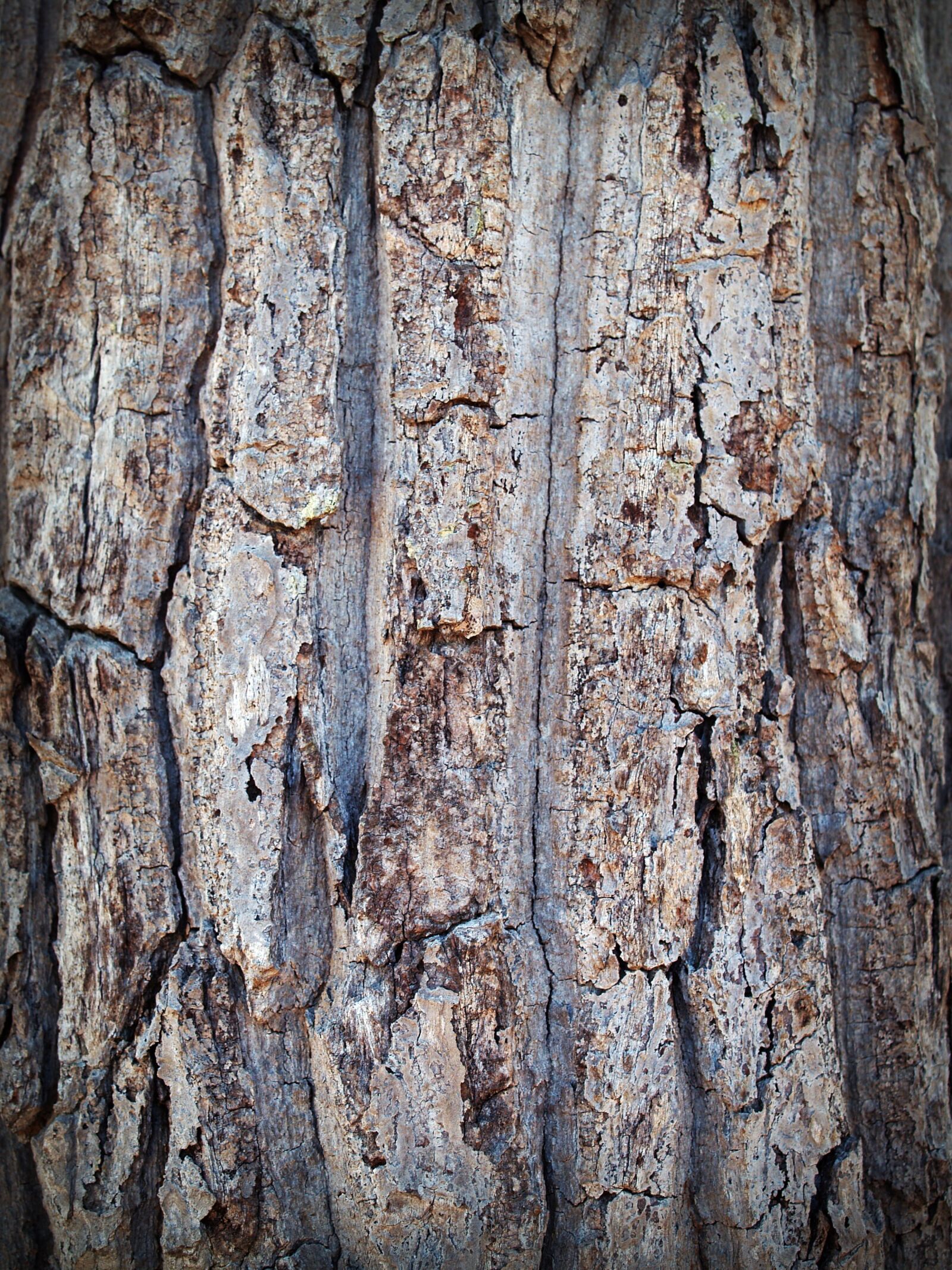 Olympus E-300 (EVOLT E-300) sample photo. Bark, brown, close, up photography