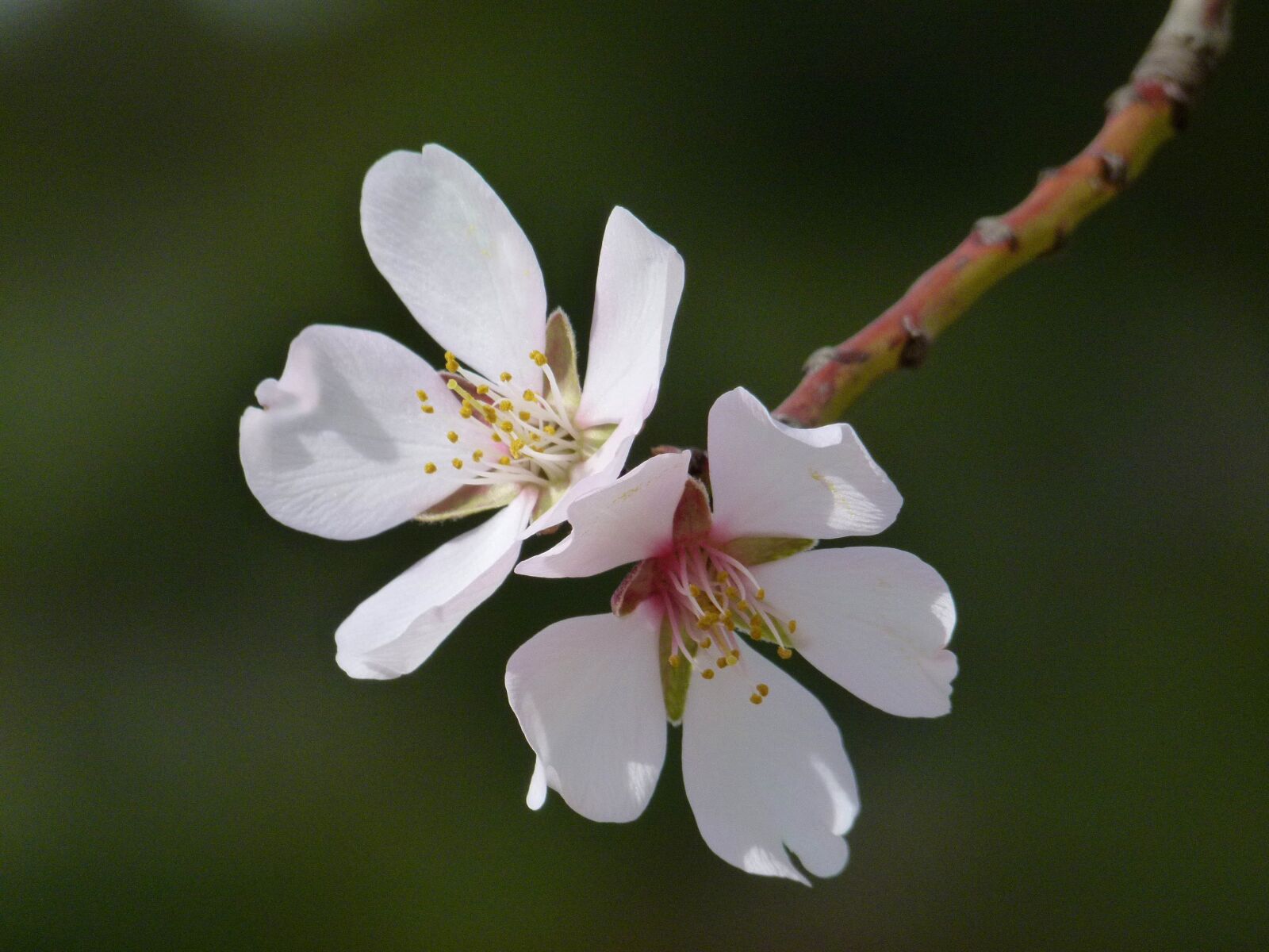 Leica V-Lux 2 sample photo. Flower, almond tree, florir photography