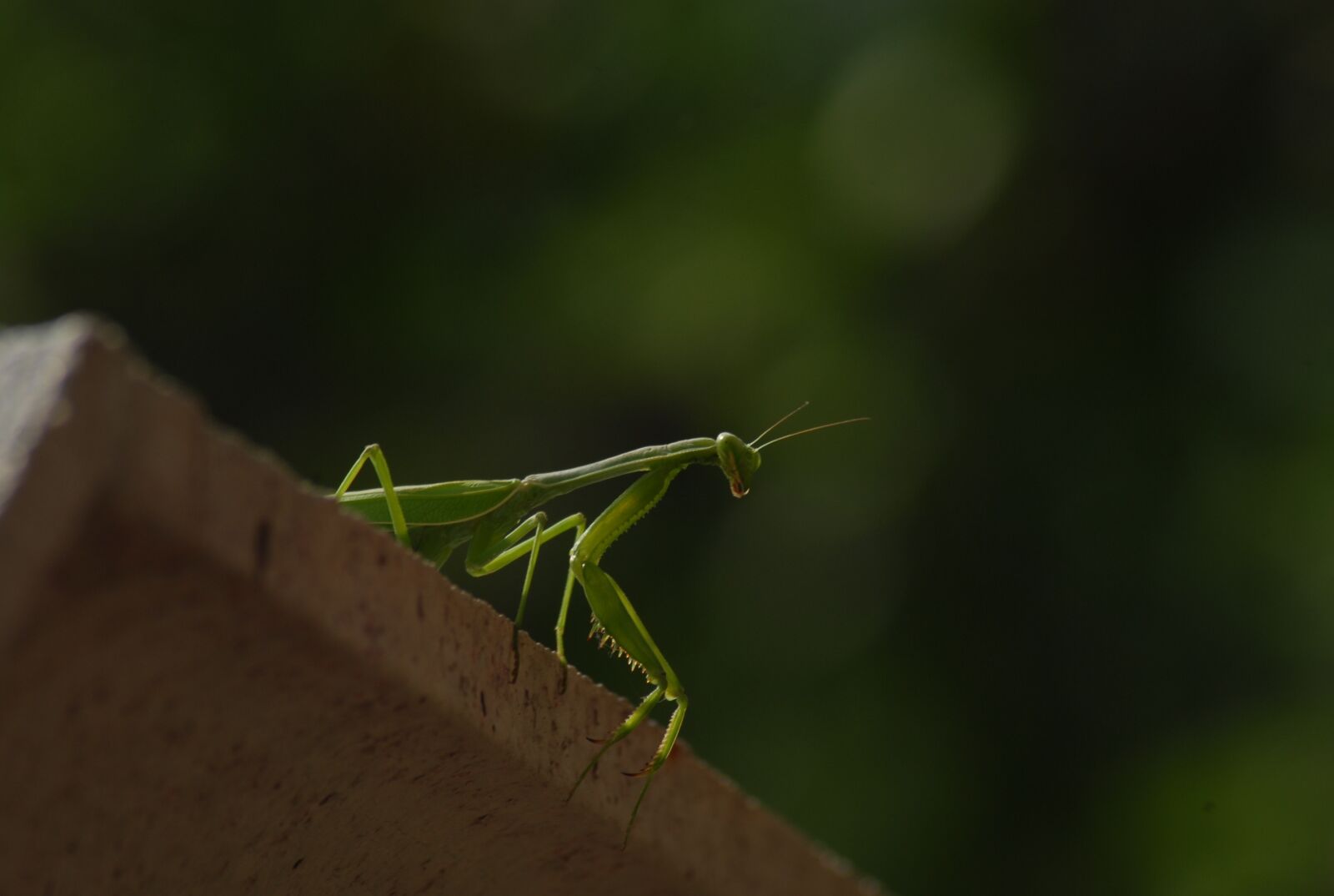 Nikon D200 sample photo. Mantis religiosa, insect, animals photography