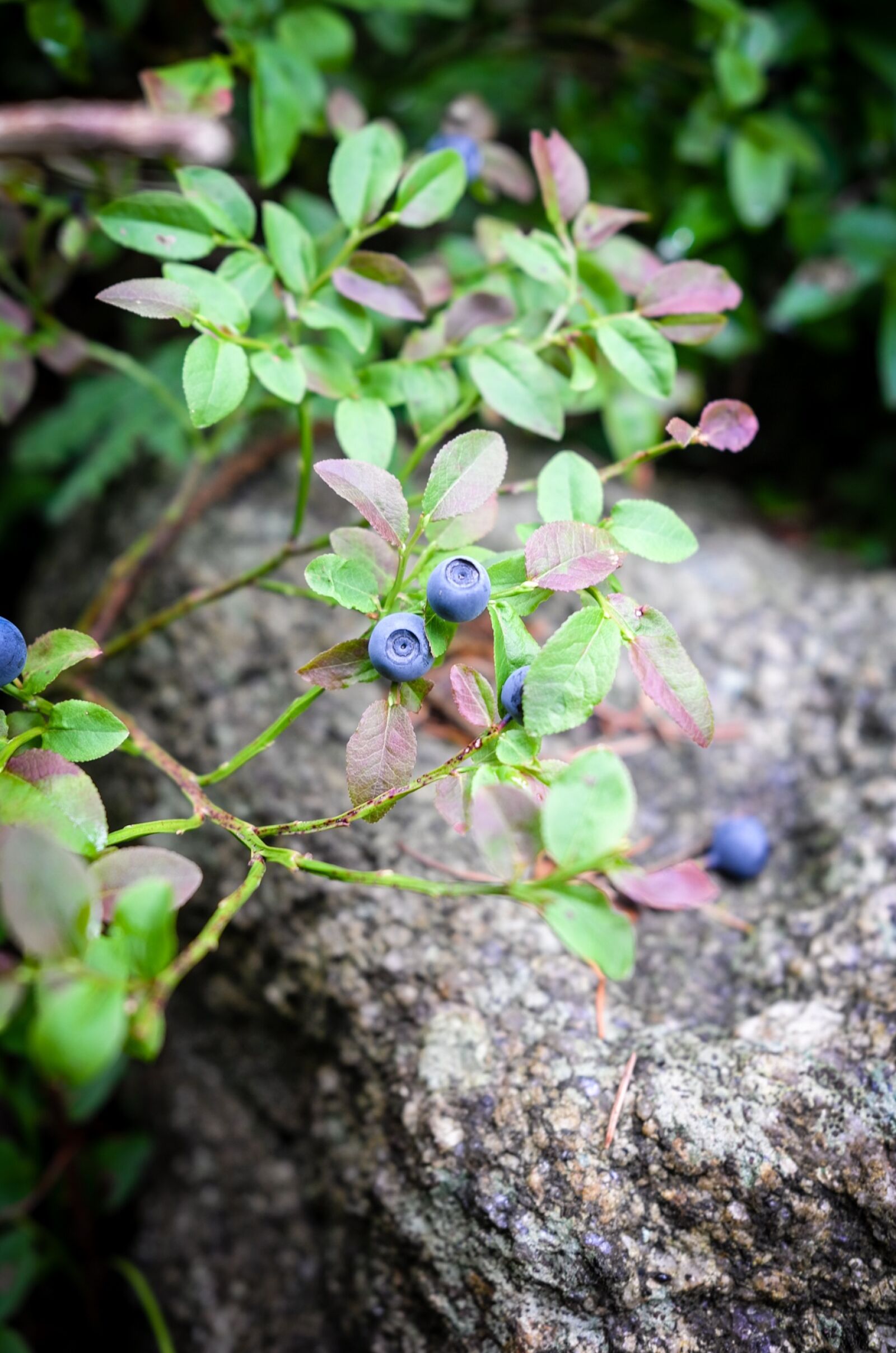 Leica X (Typ 113) sample photo. Blueberry, nature, blue photography
