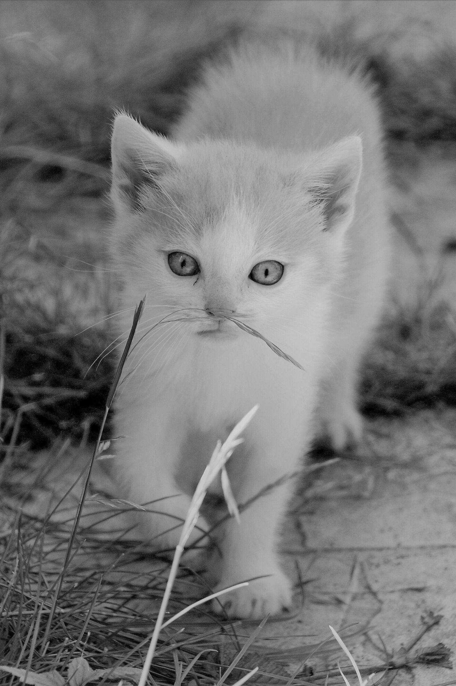 Nikon D3200 sample photo. Kitten, cat, feline photography