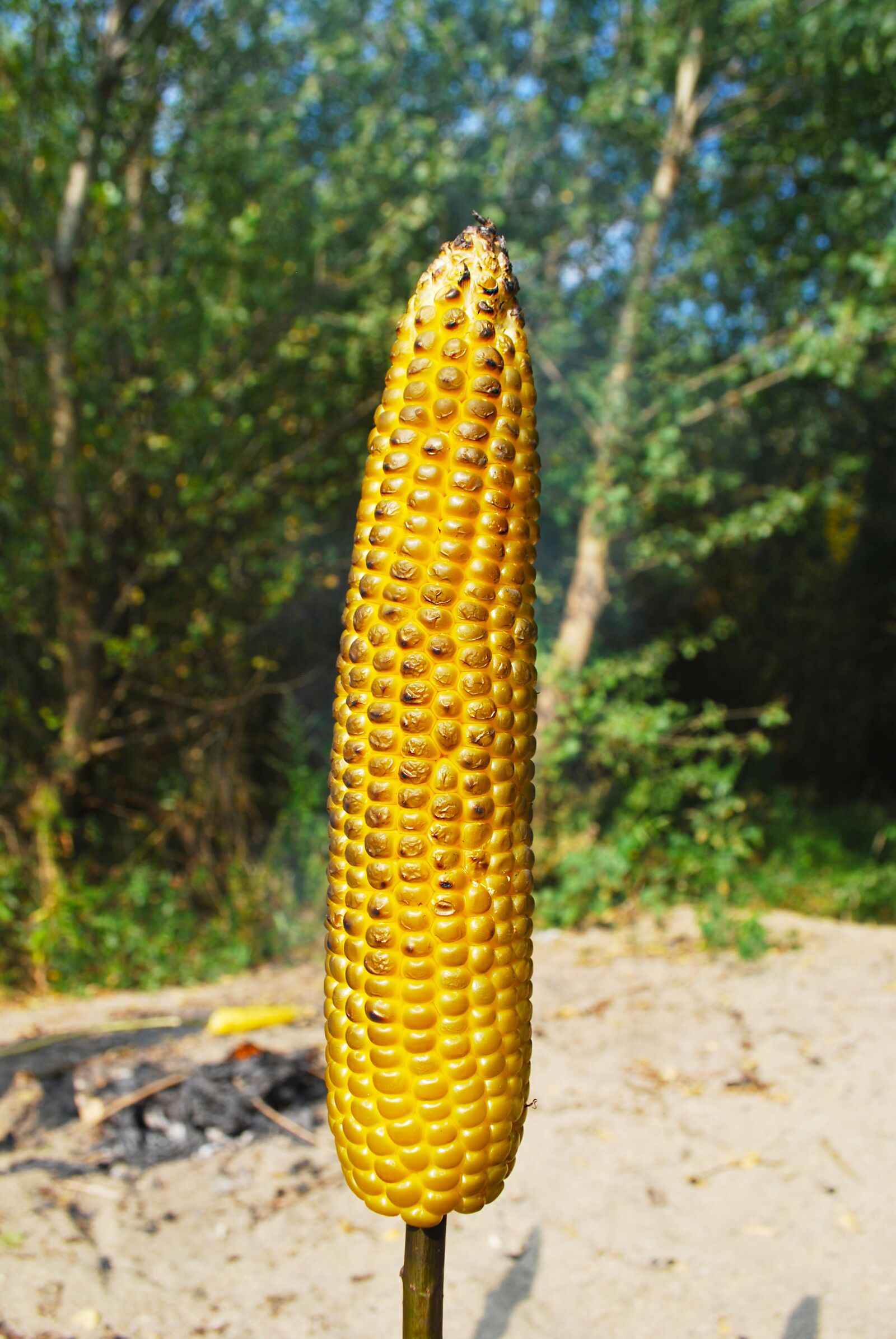 Nikon D60 sample photo. Roasted corn, nature, stick photography