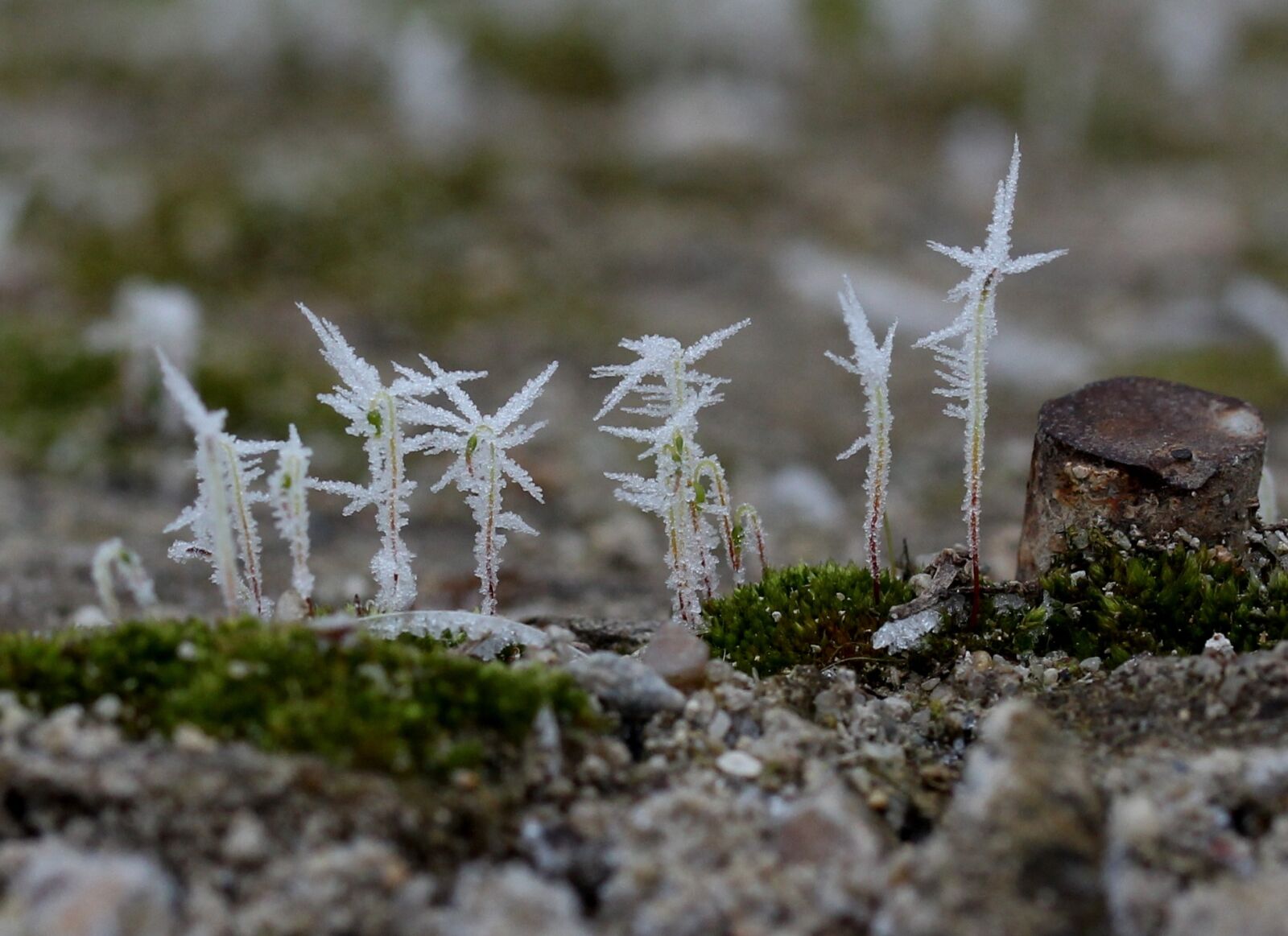 Canon EF-S 60mm F2.8 Macro USM sample photo. Muscles of the tree photography