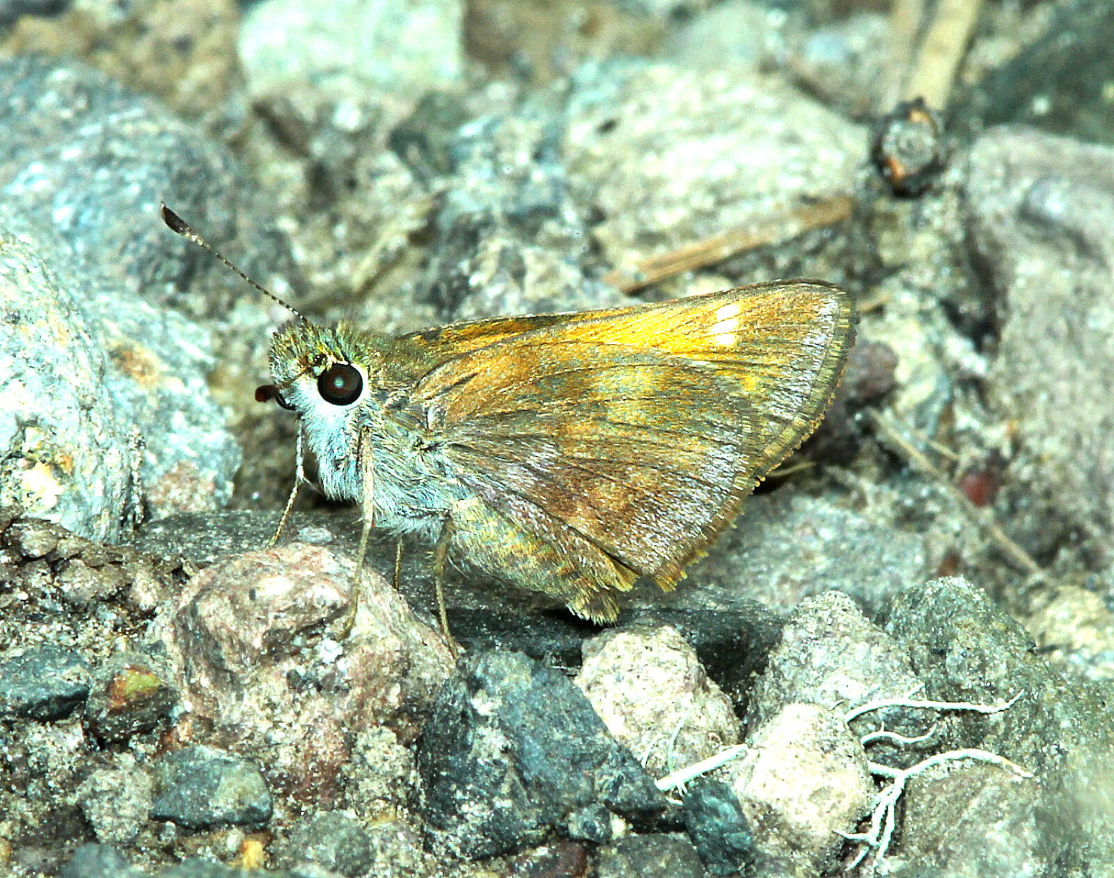 Canon EF 300mm F4L IS USM sample photo