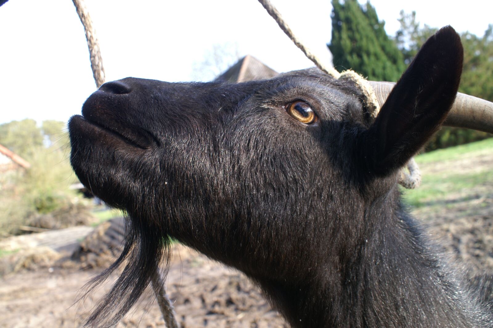 KONICA MINOLTA DYNAX 5D sample photo. Goat, animal, farm photography