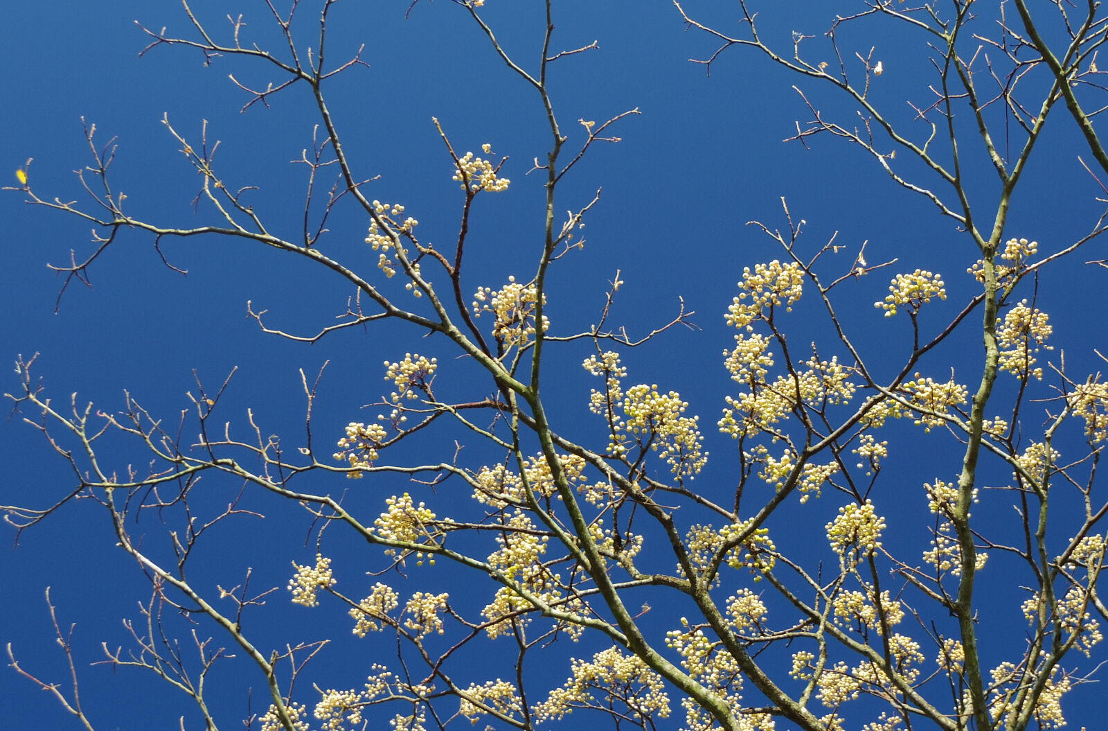 Pentax Q10 sample photo. Nuts photography