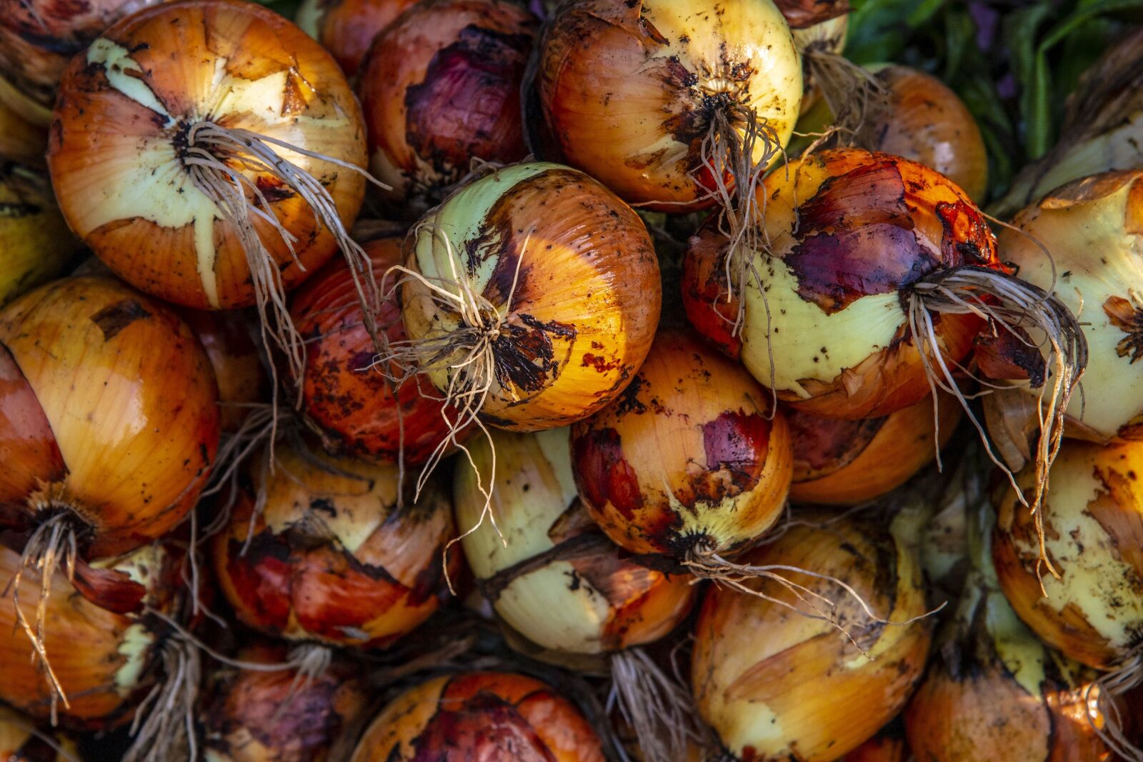 Nikon D5 sample photo. Onions, fresh, farmers market photography