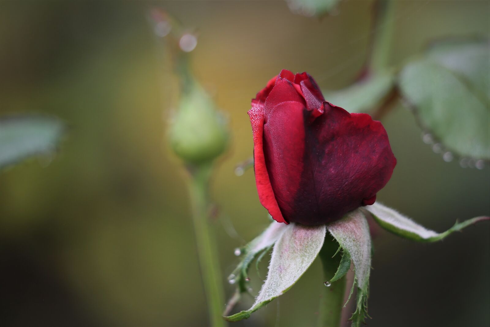 Canon EOS 6D + Canon EF 70-300 F4-5.6 IS II USM sample photo. Red violet rose velvet photography