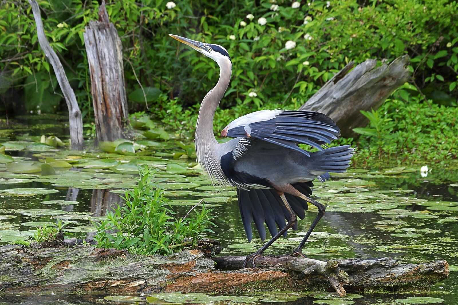 Canon EOS D60 sample photo. Great blue heron, wildlife photography