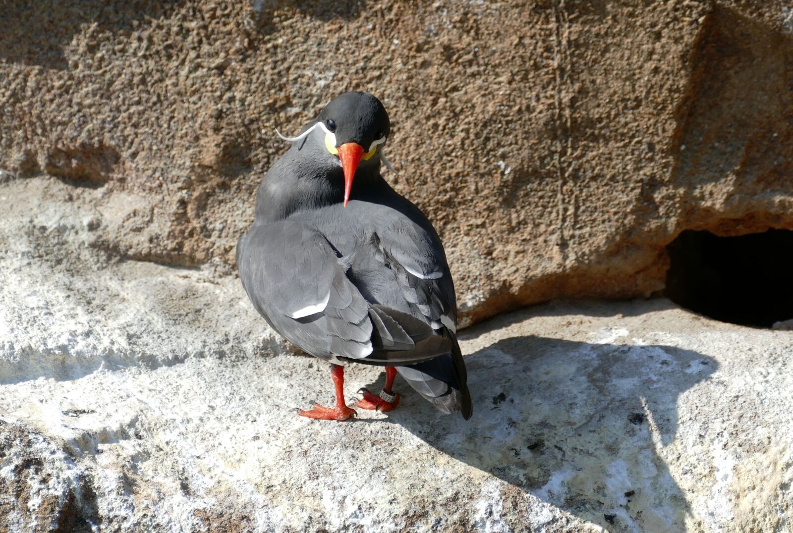Panasonic Lumix DMC-FZ1000 sample photo. Tern, inca tern, south photography
