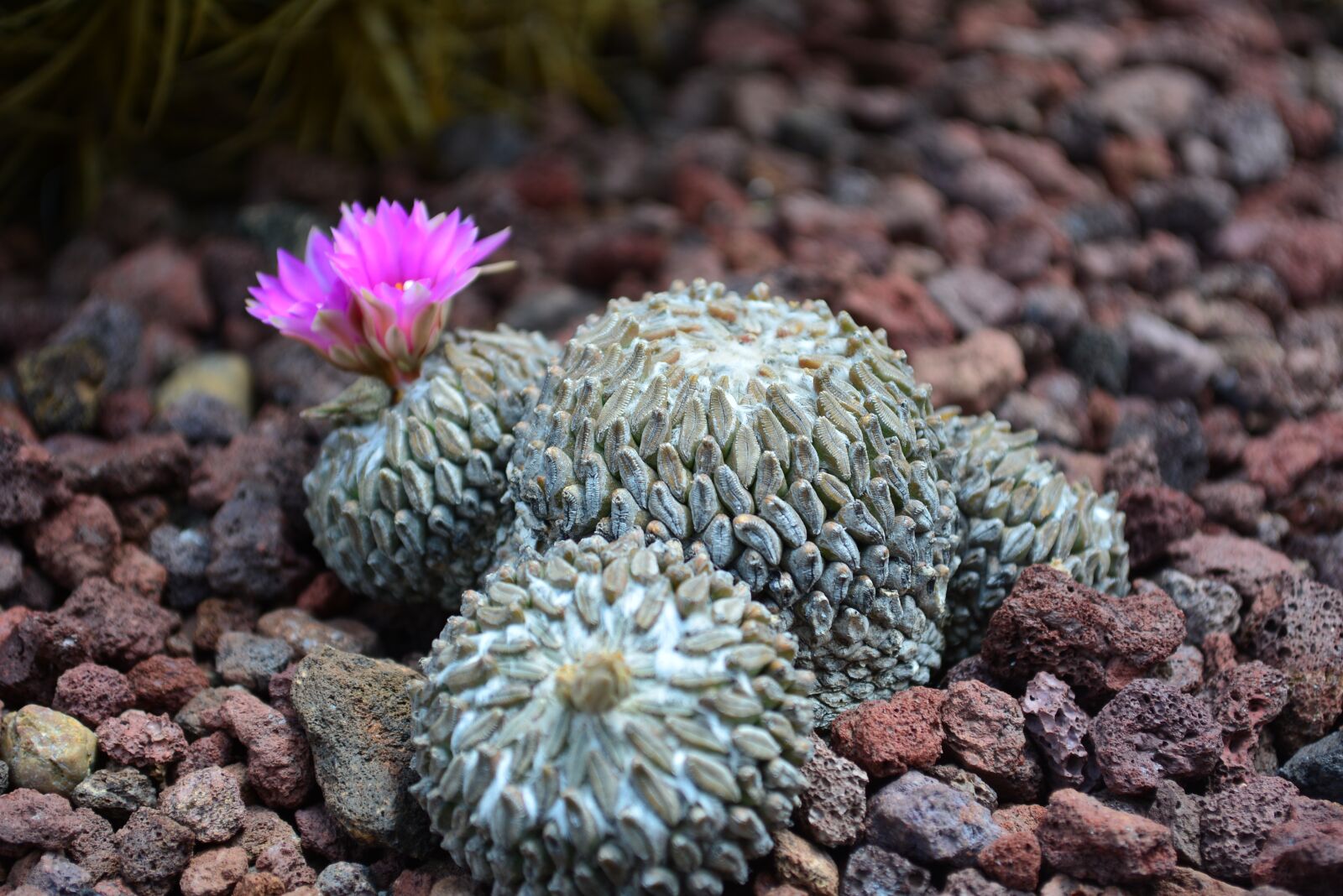 Nikon D5200 sample photo. Plantas, flores, desierto photography