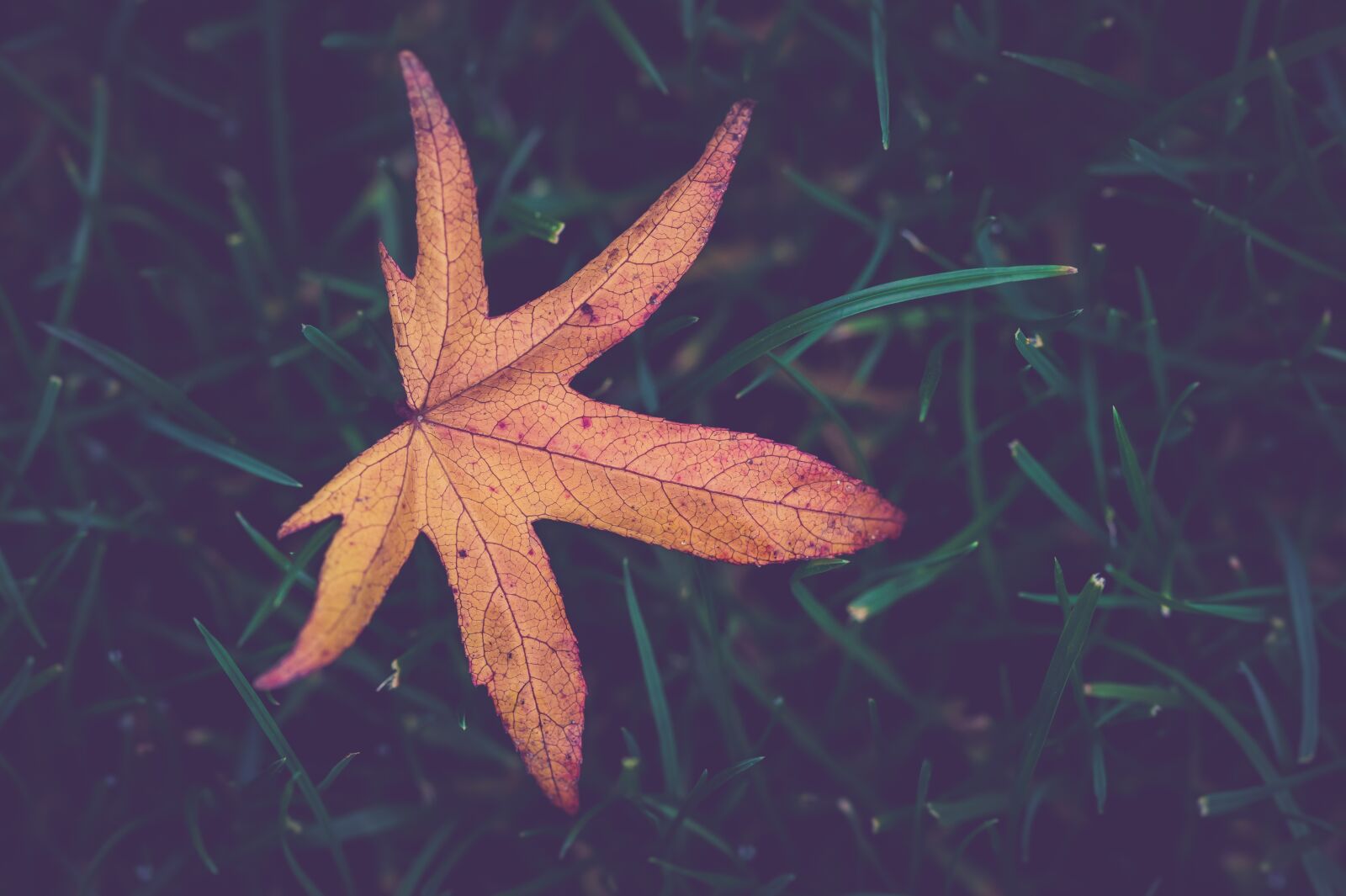 Sony SLT-A58 + 105mm F2.8 sample photo. Autumn, petal, background photography
