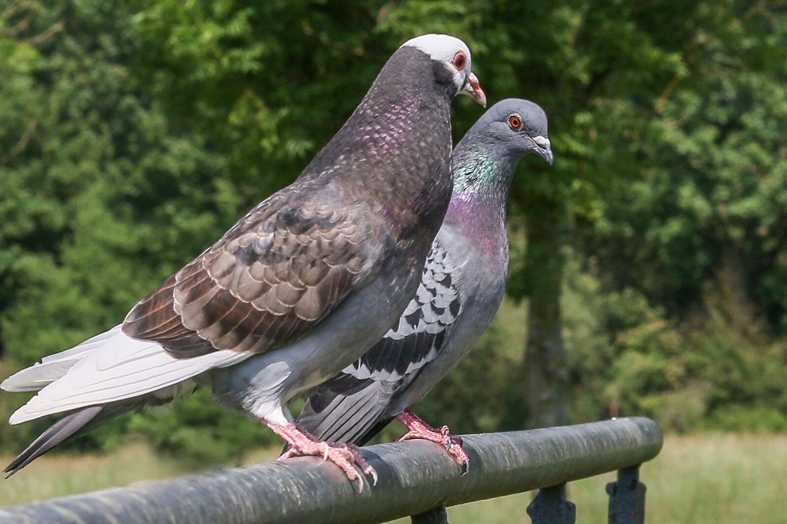 Canon EOS 70D + Canon EF 50mm F1.8 STM sample photo. City pigeon, nature, street photography