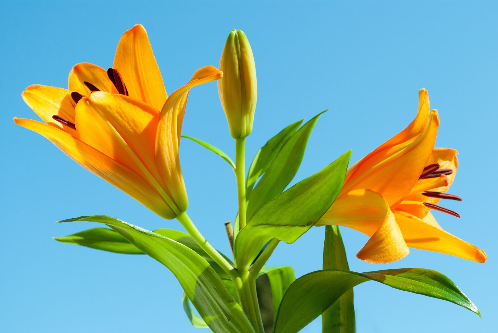 Nikon D3000 sample photo. Lily, tiger lily, flower photography