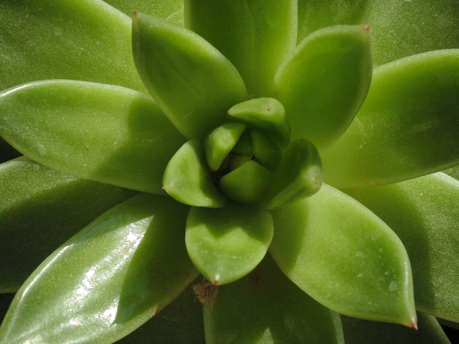 Sony Cyber-shot DSC-H200 sample photo. Aloe, green, plant photography