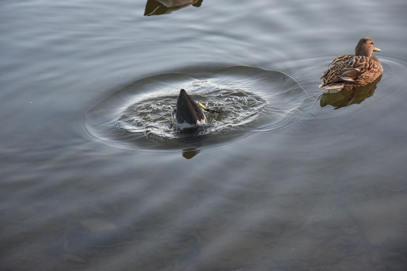 Nikon D5300 sample photo. Lake, water bird, duck photography