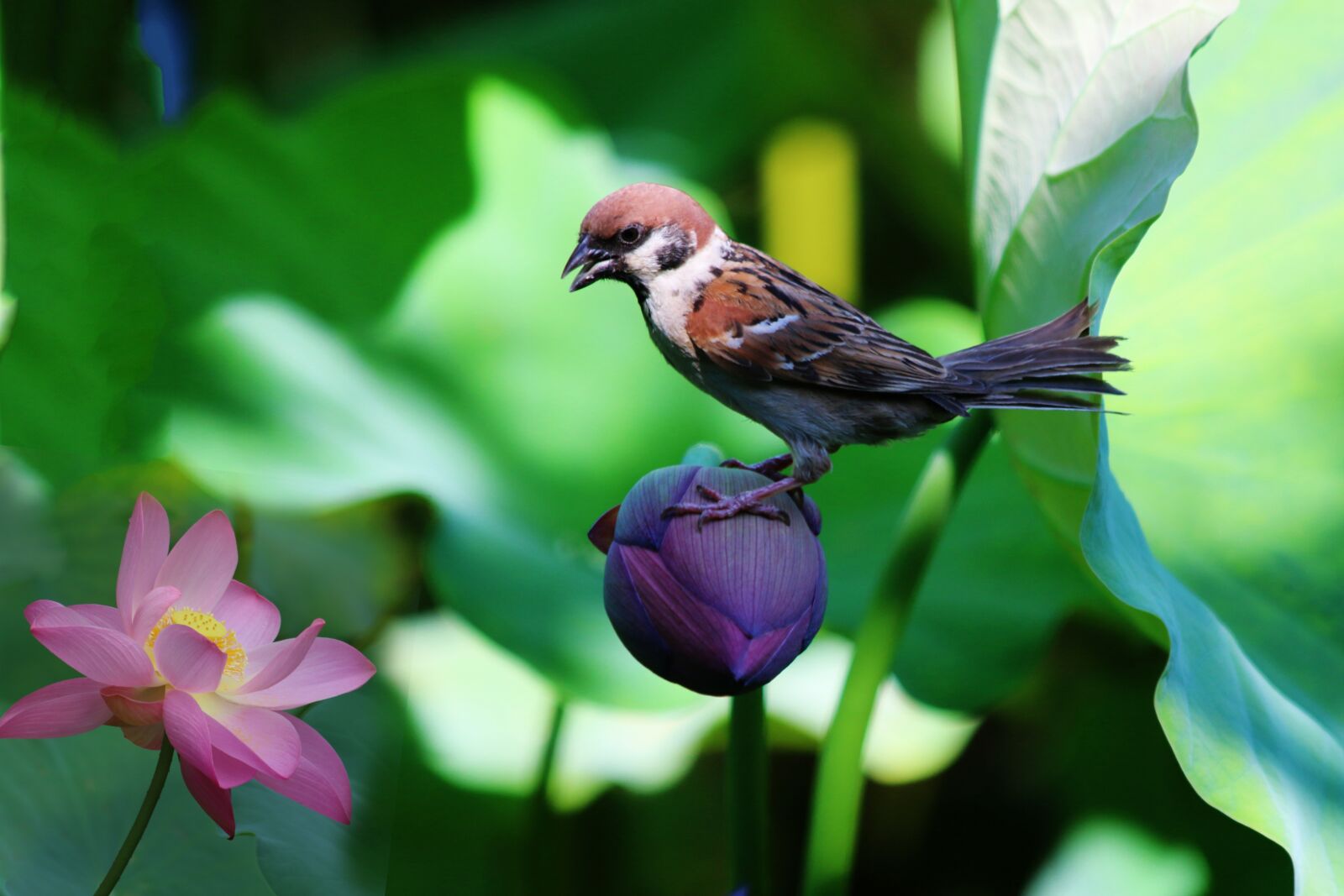 Canon EF 70-300mm F4-5.6 IS USM sample photo. Sparrow, lotus, solitary birds photography